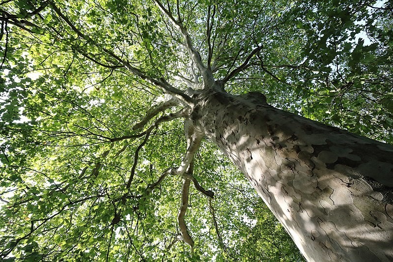 The tall straight trunks of trees in the forests with pale grey bark and  green foliage.