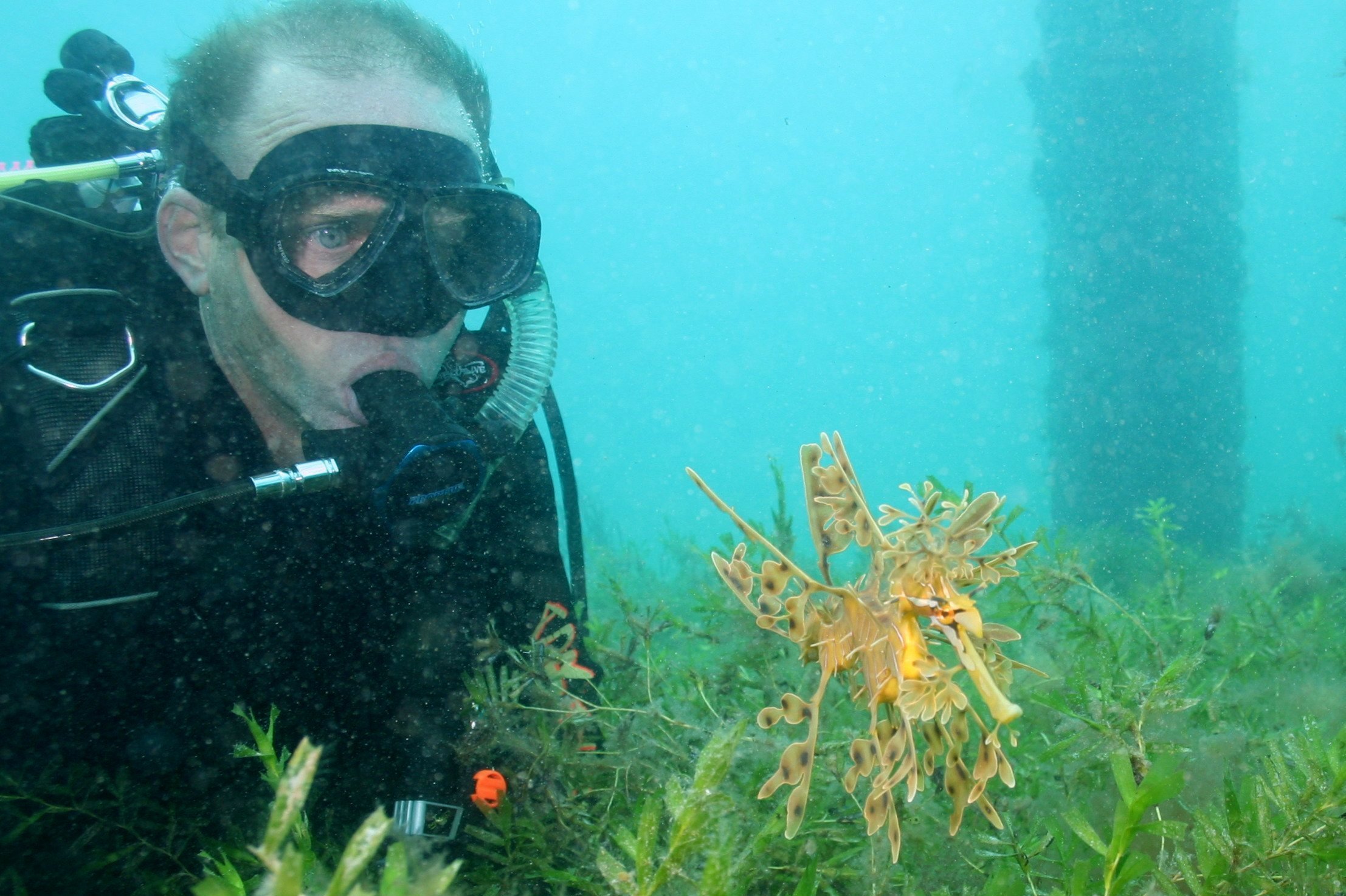 A diver and a seadragon-credit Martin Stokes