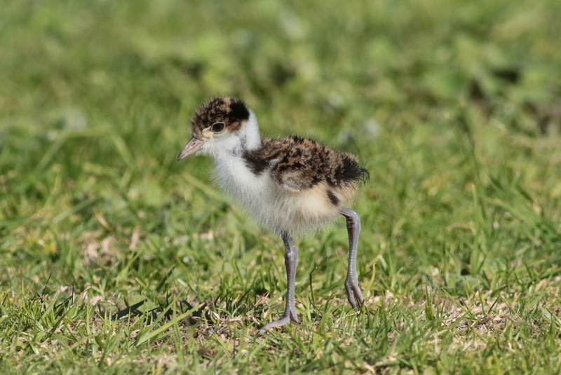 Masked lapwing chick-credit Martin Stokes