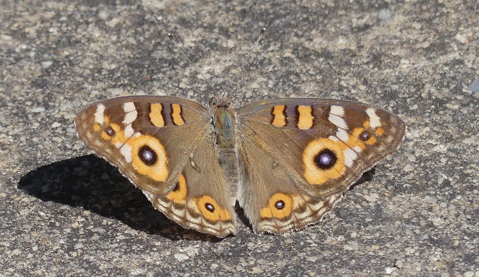 A meadow argus butterfly.