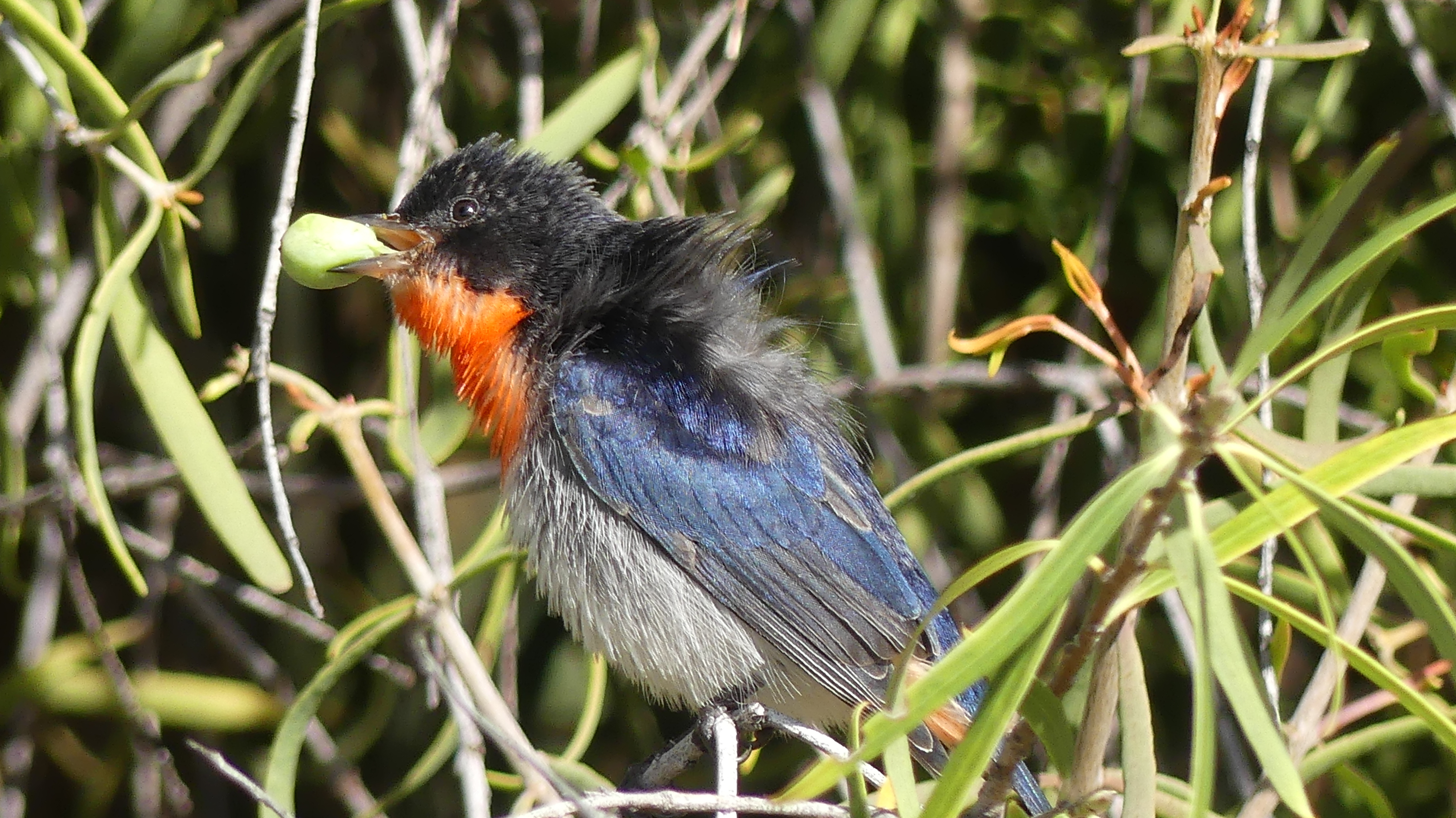 mistletoe bird with fruit-credit Matt Endacott