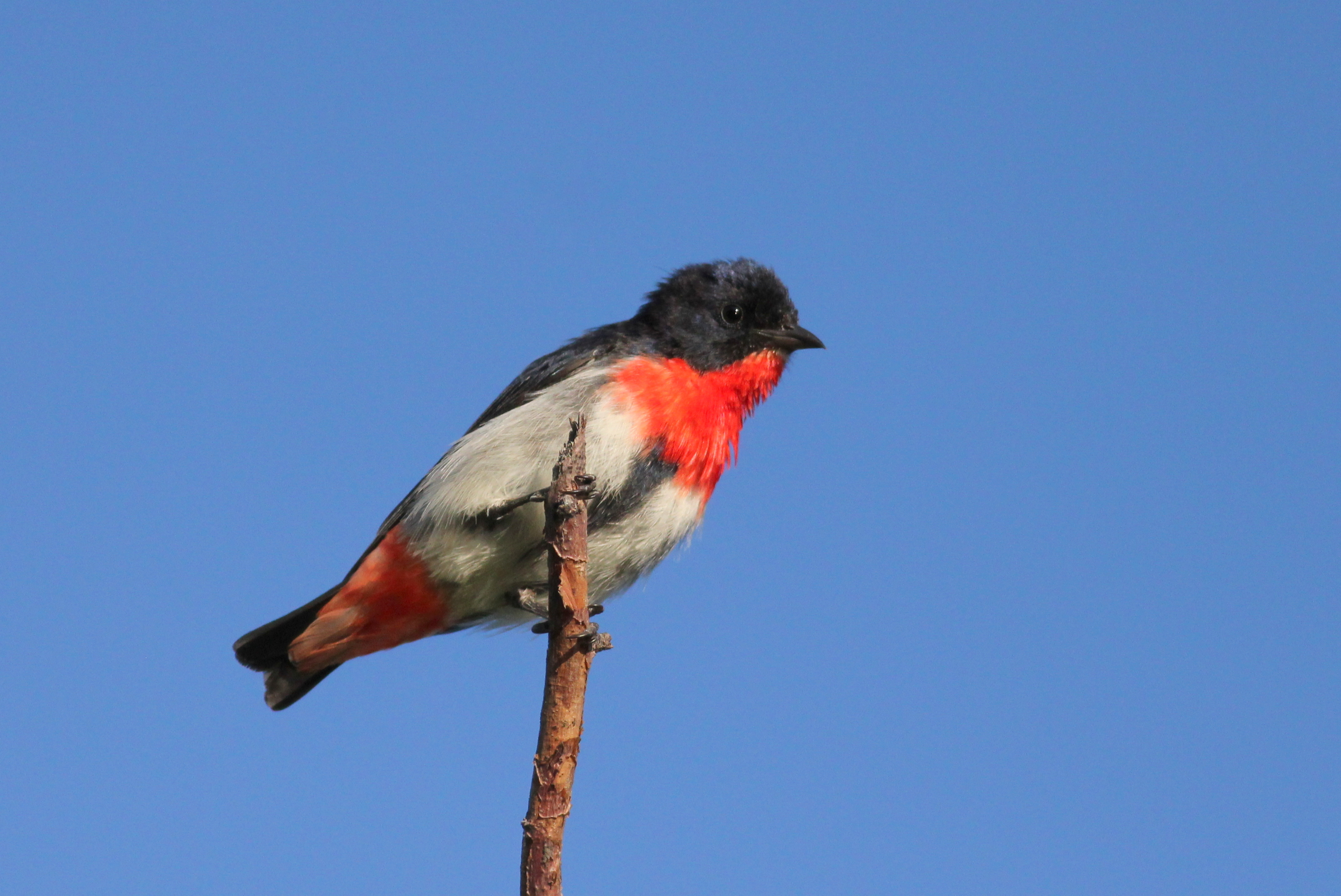 mistletoe bird-credit Martin Stokes