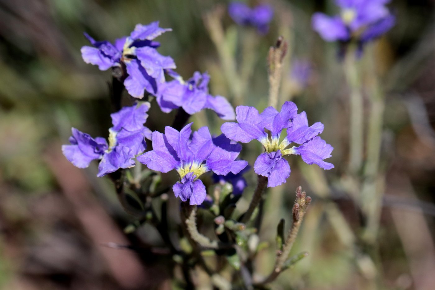 Choosing your plants - Green Adelaide