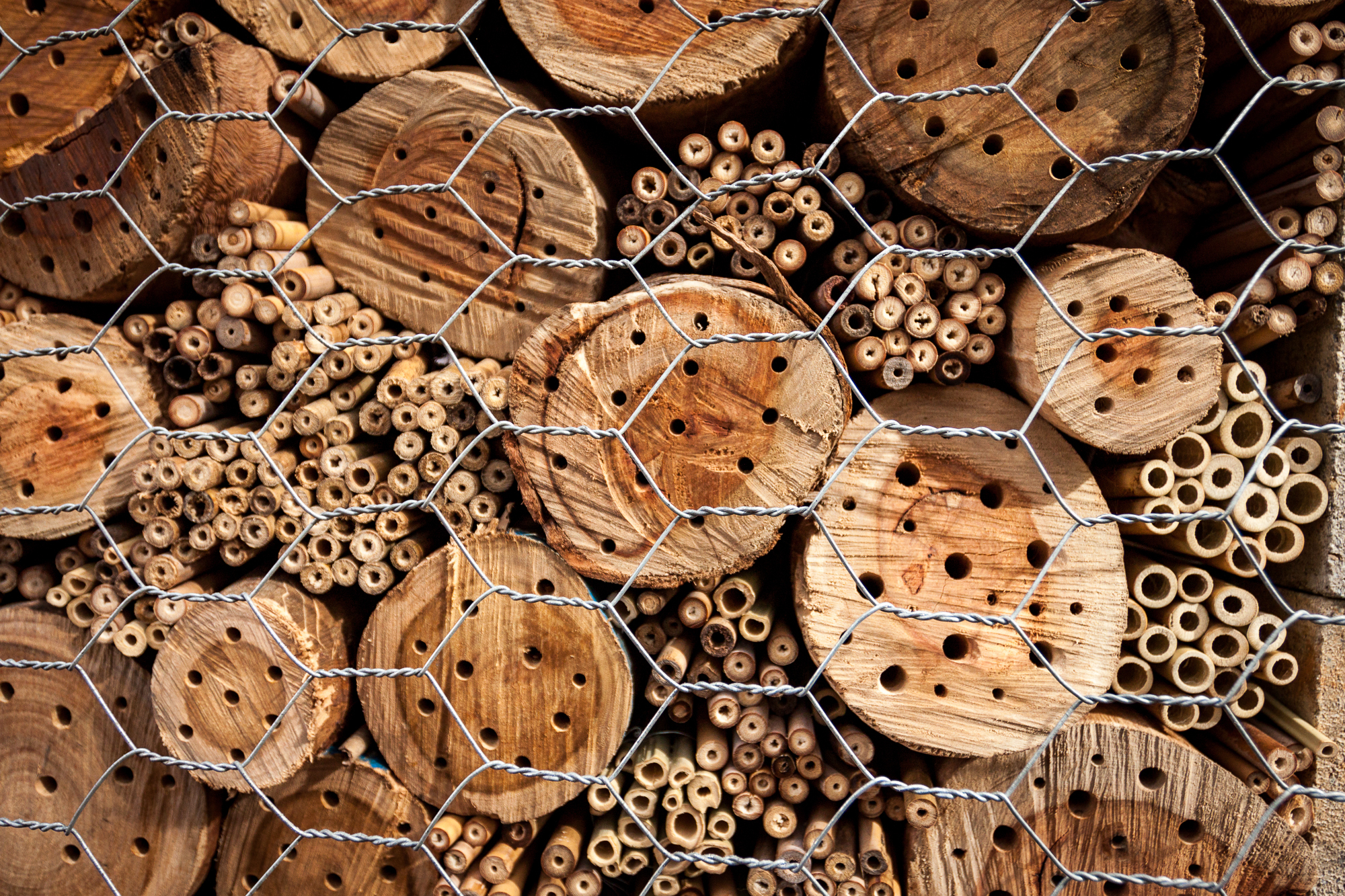 native-bee-hotel-credit-Tristan-O'Brien