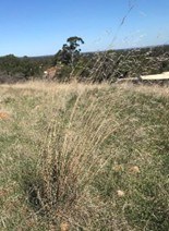 Native spear grass, grass looking dried in a grassy area against a blue-sky