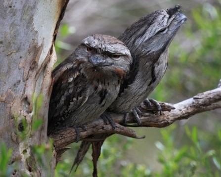 Picture of two tawny frogmouths sitting in a tree, one looking at the camera