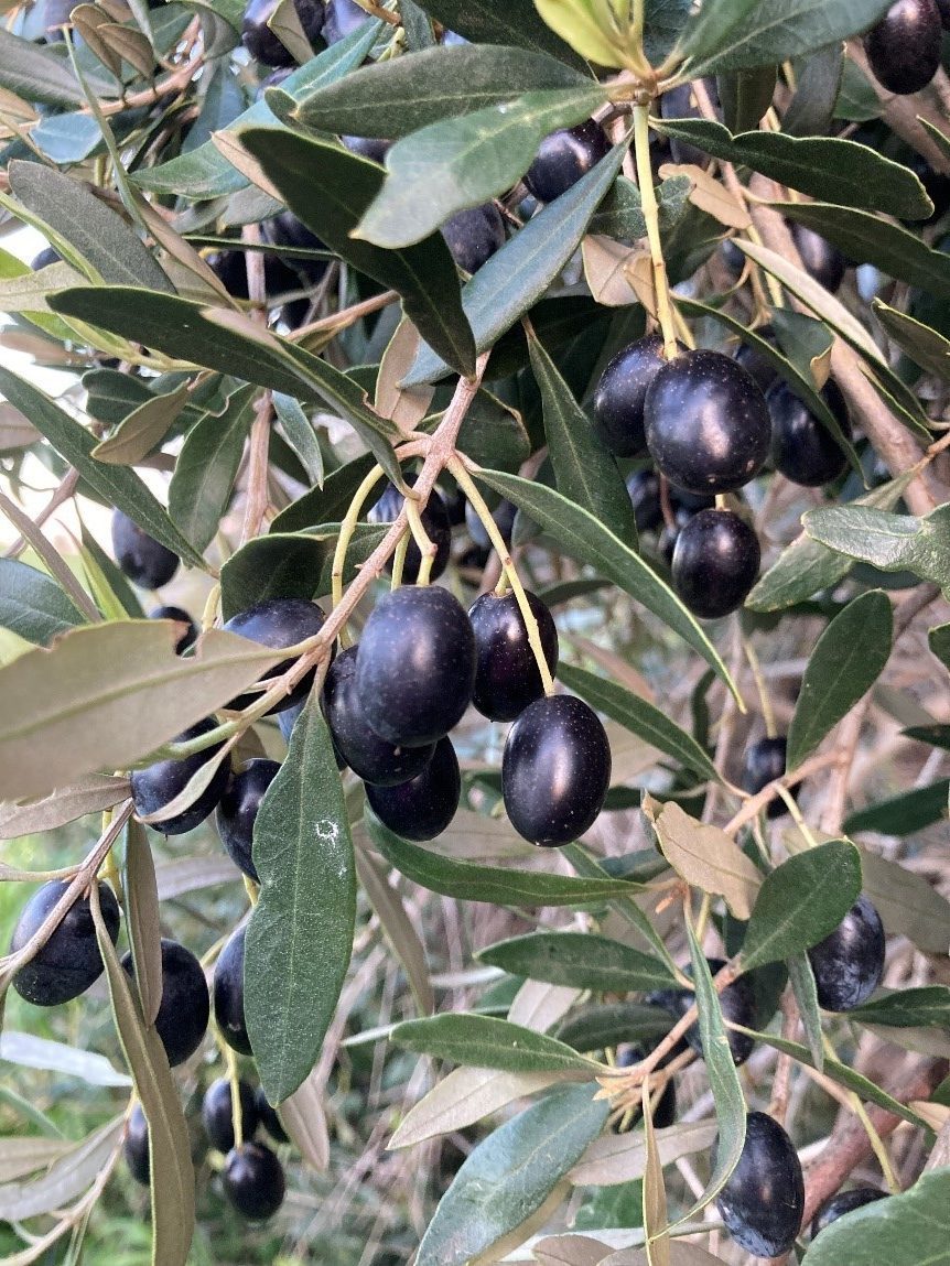 A close up of a bunch of olives on an olive tree