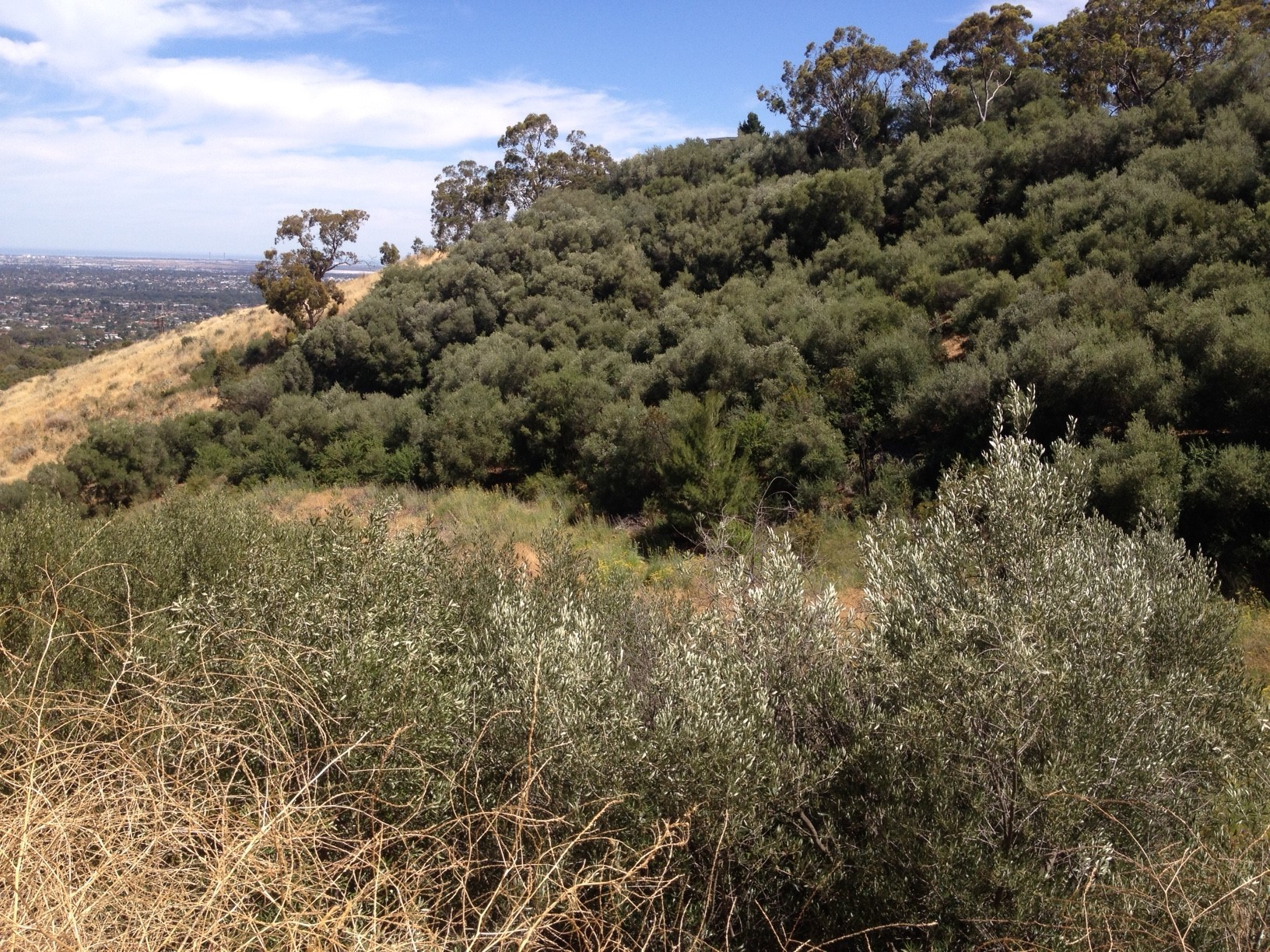 Feral olives taking over the landscape-credit J Donnelley.