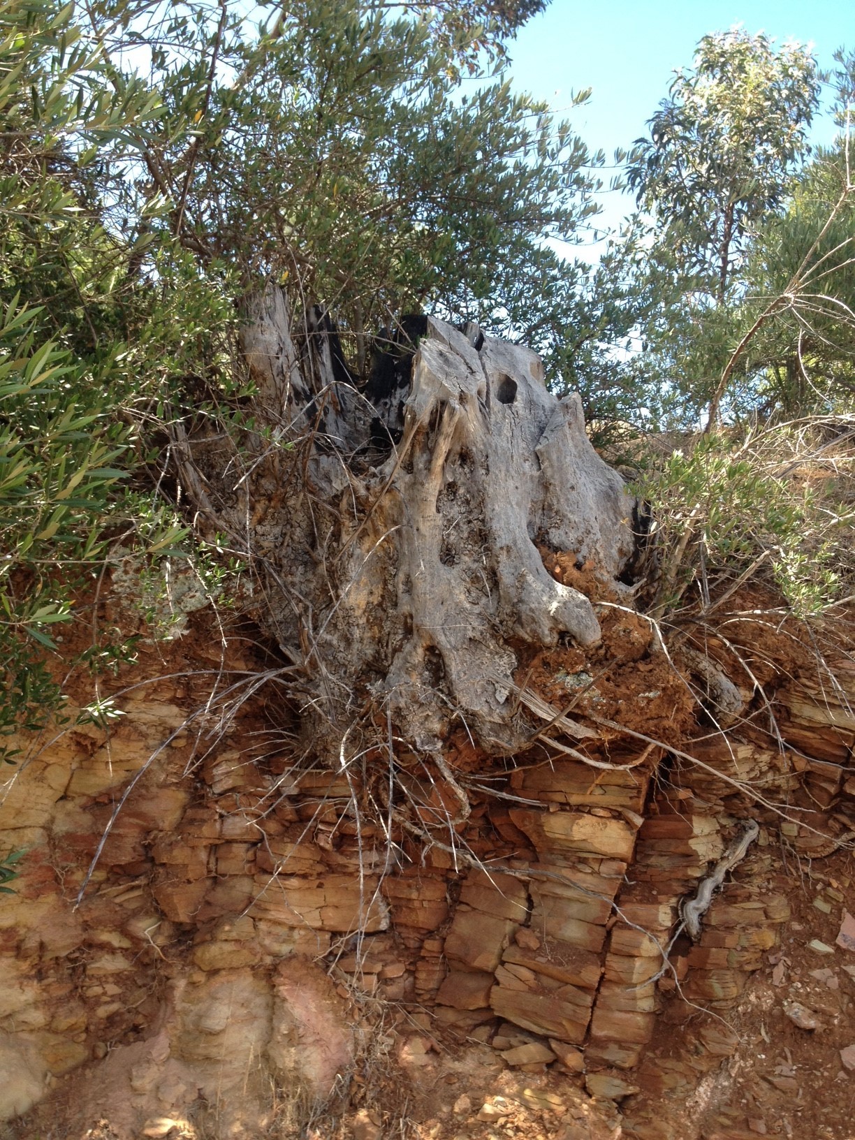 Olive stump-credit J Donnelley