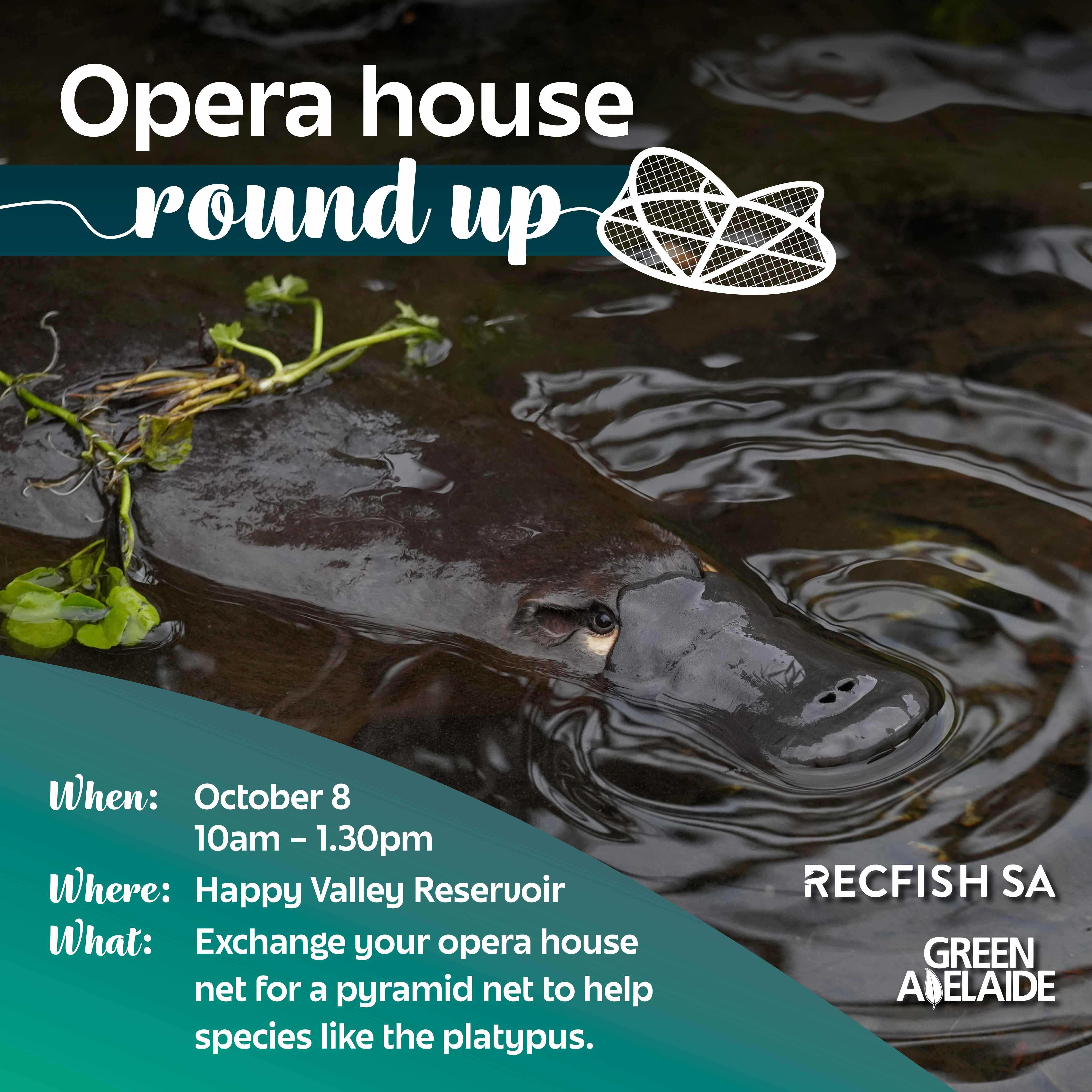 a platypus swimming with overlay text 'Opera house round up'