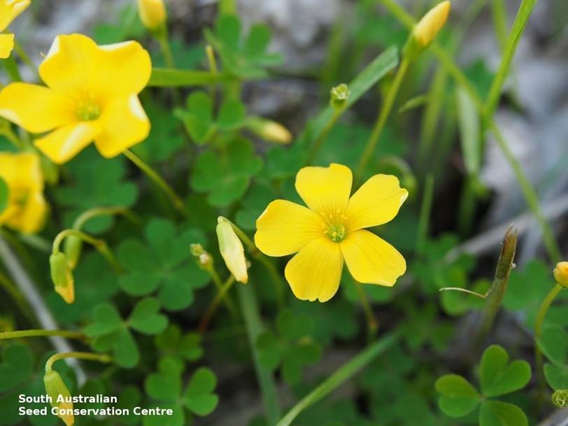 Native oxalis – not to be confused with soursob.