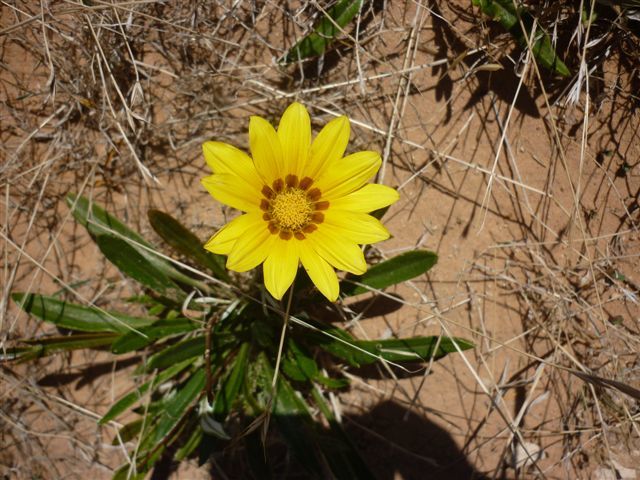 yellow gazania