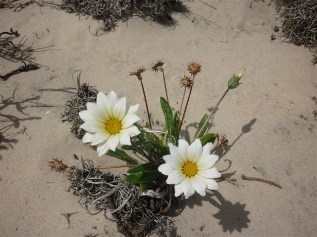 white gazanias