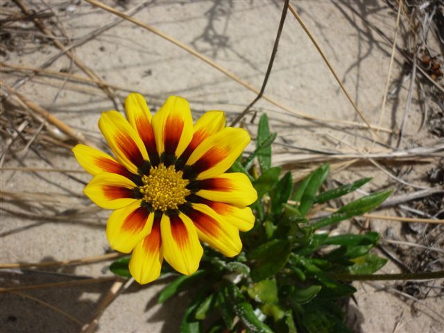 A deceptively pretty gazania.