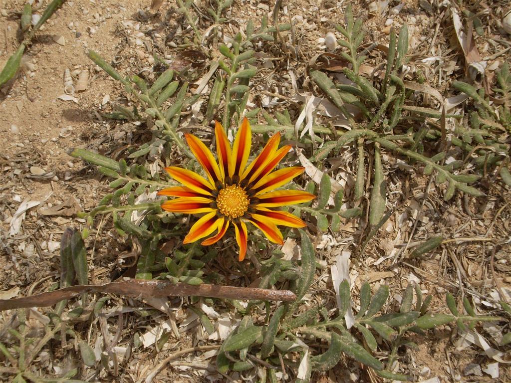 Close up of a red and yellow gazania flower.