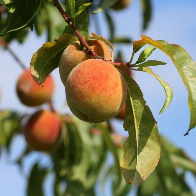 Grow It Local | Experiences and Events - Green Adelaide