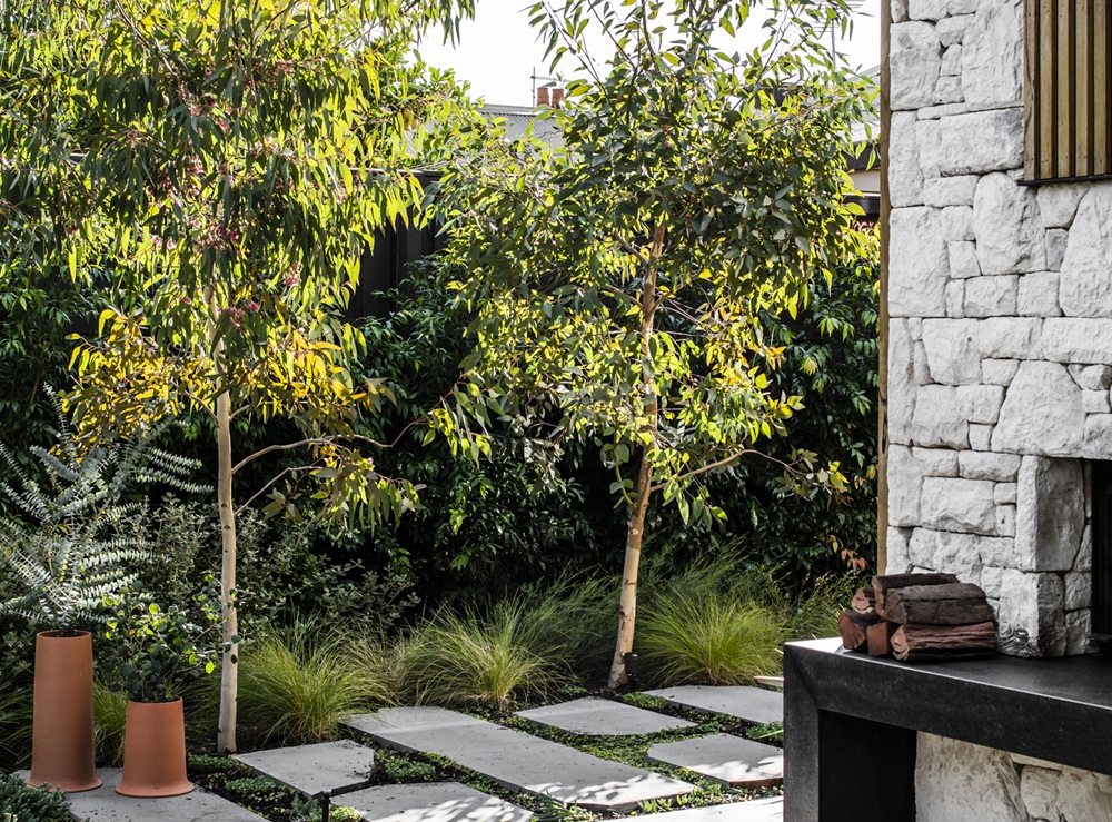 A lush backyard with two small Eucalyptus trees.