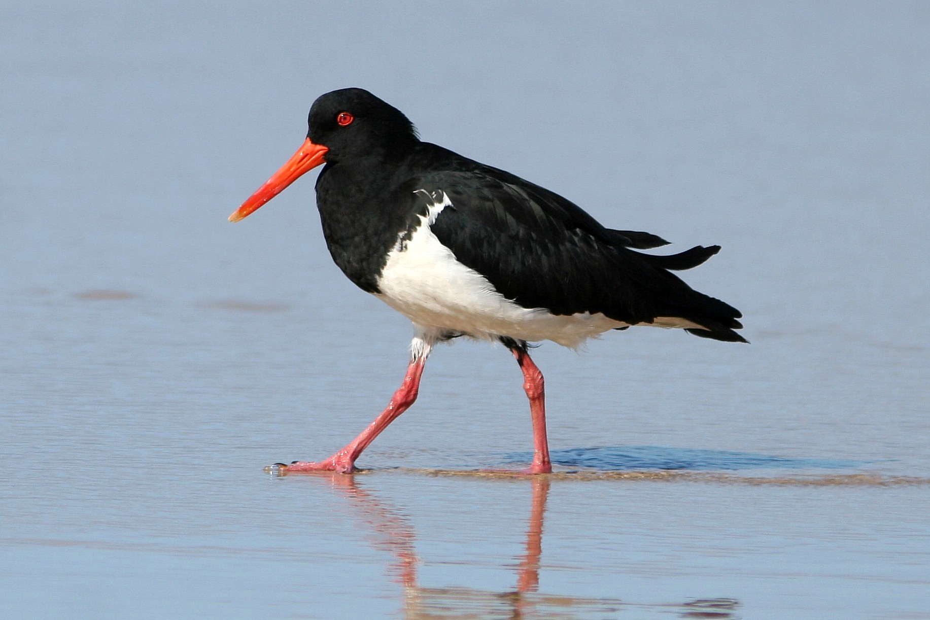 A Pied Oystercatcher-credit Glen Fergus, Wikimedia Commons.