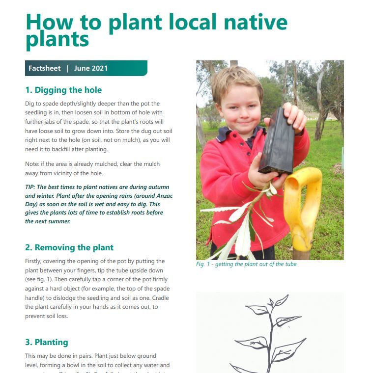 Planting local native plants fact sheet - Green Adelaide