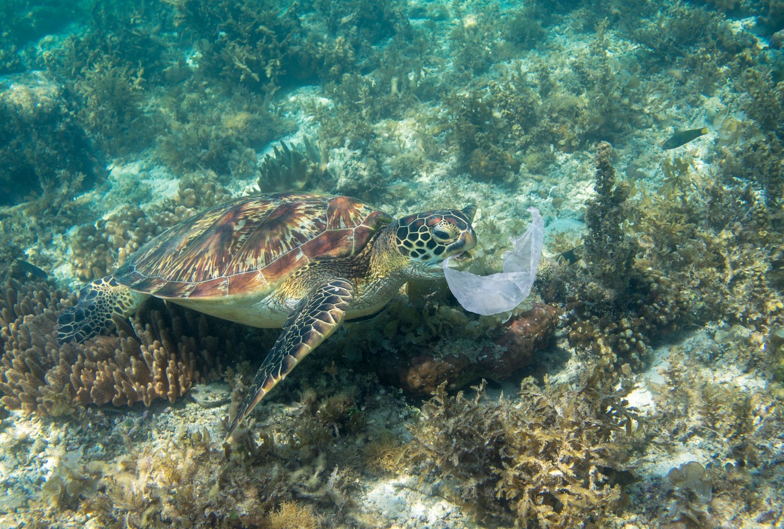 Turtle swimming above coral toward a lightweight plastic bag