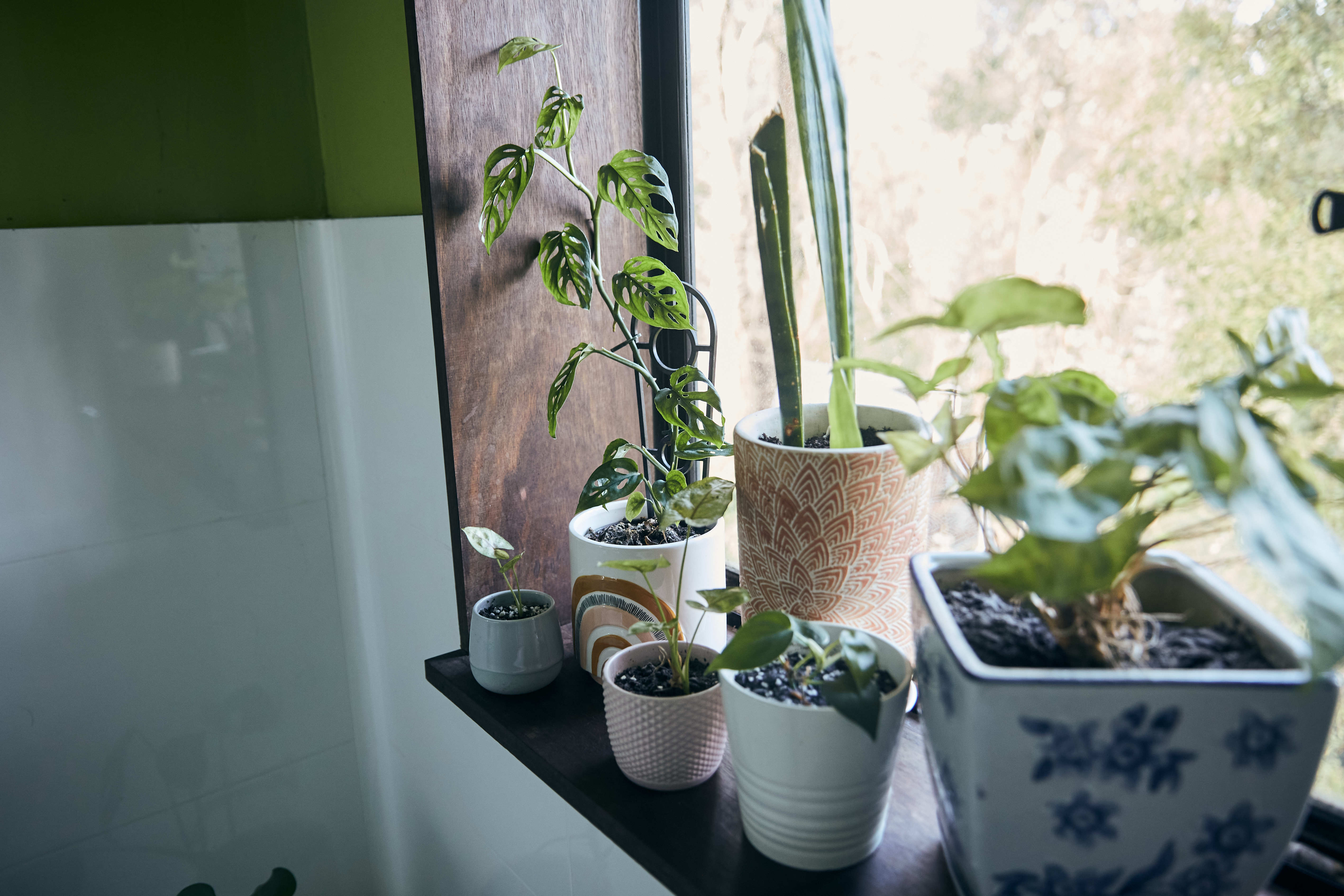 plants on a window ledge