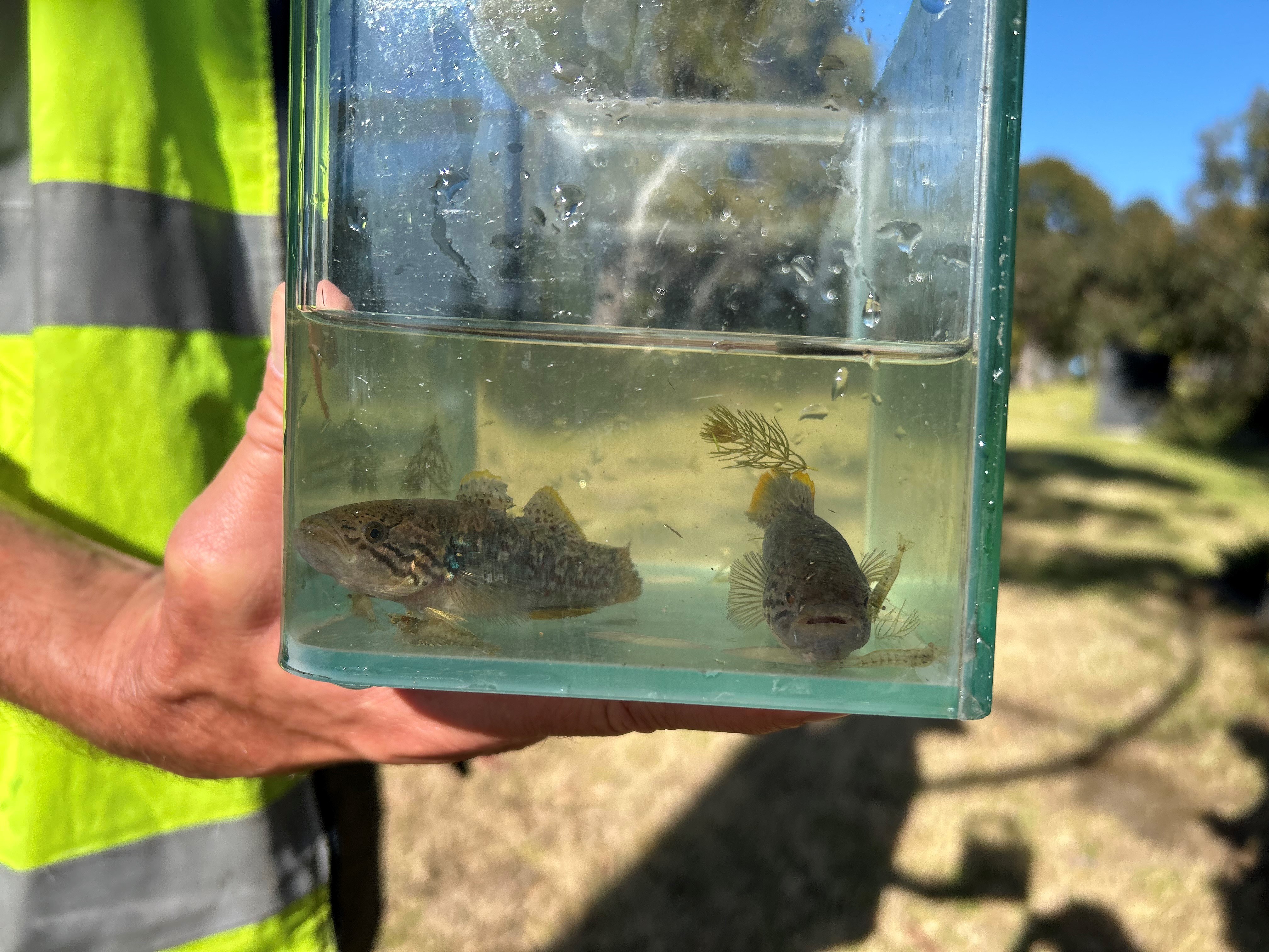 River Torrens recovery allows for rewilding of a local fish - Green Adelaide