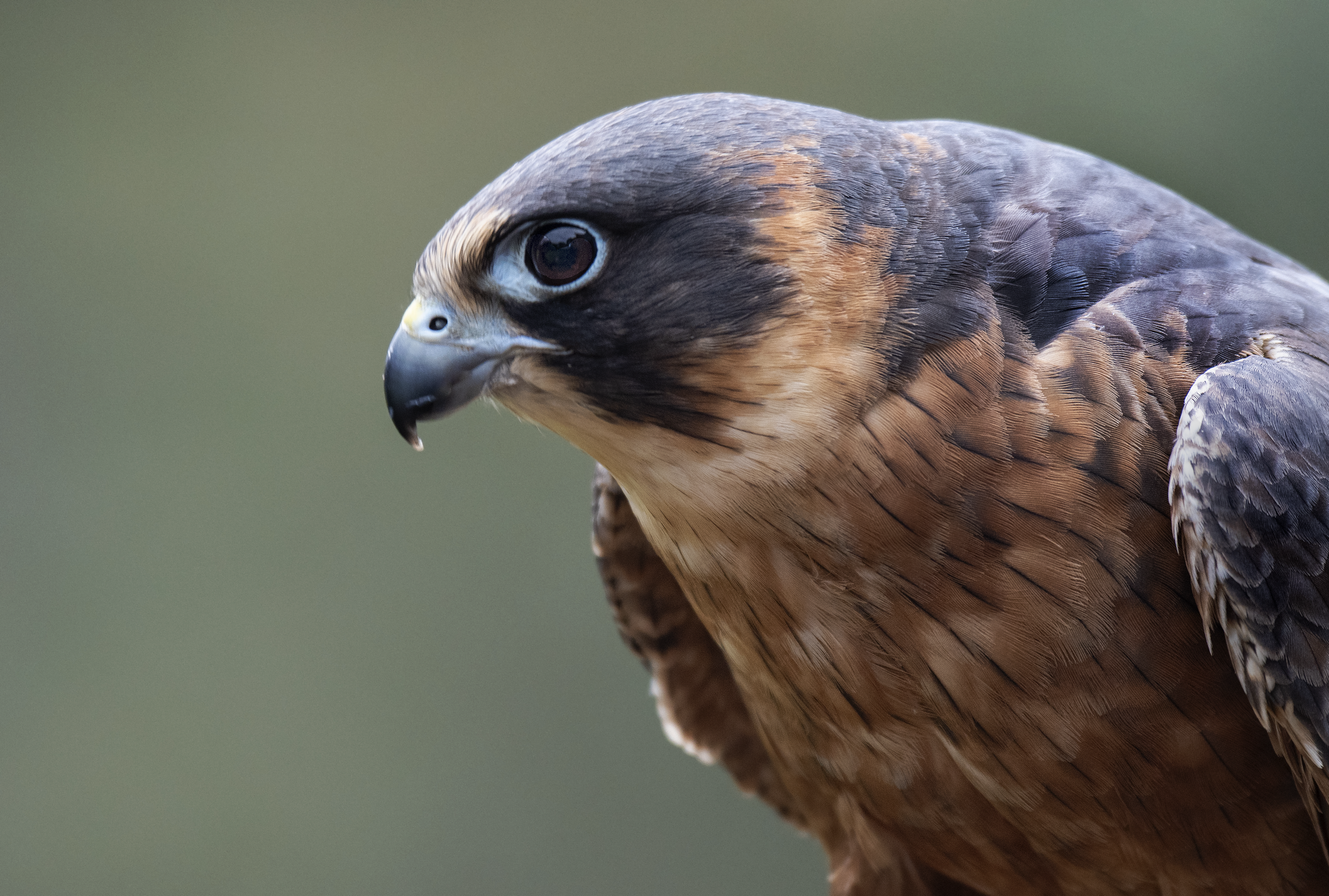 Learn about the Australian Hobby - Green Adelaide