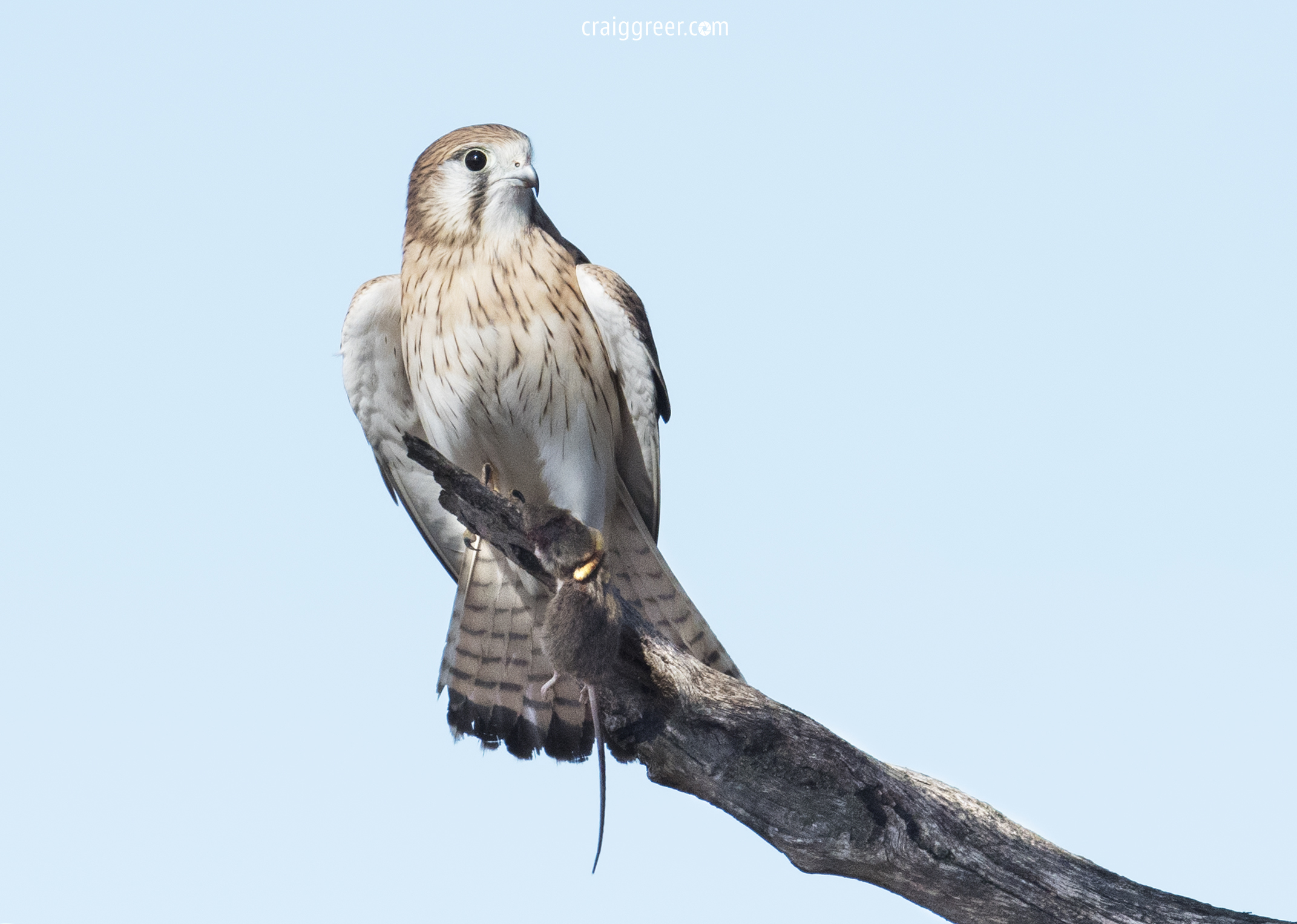 Learn about the Australian Kestrel - Green Adelaide