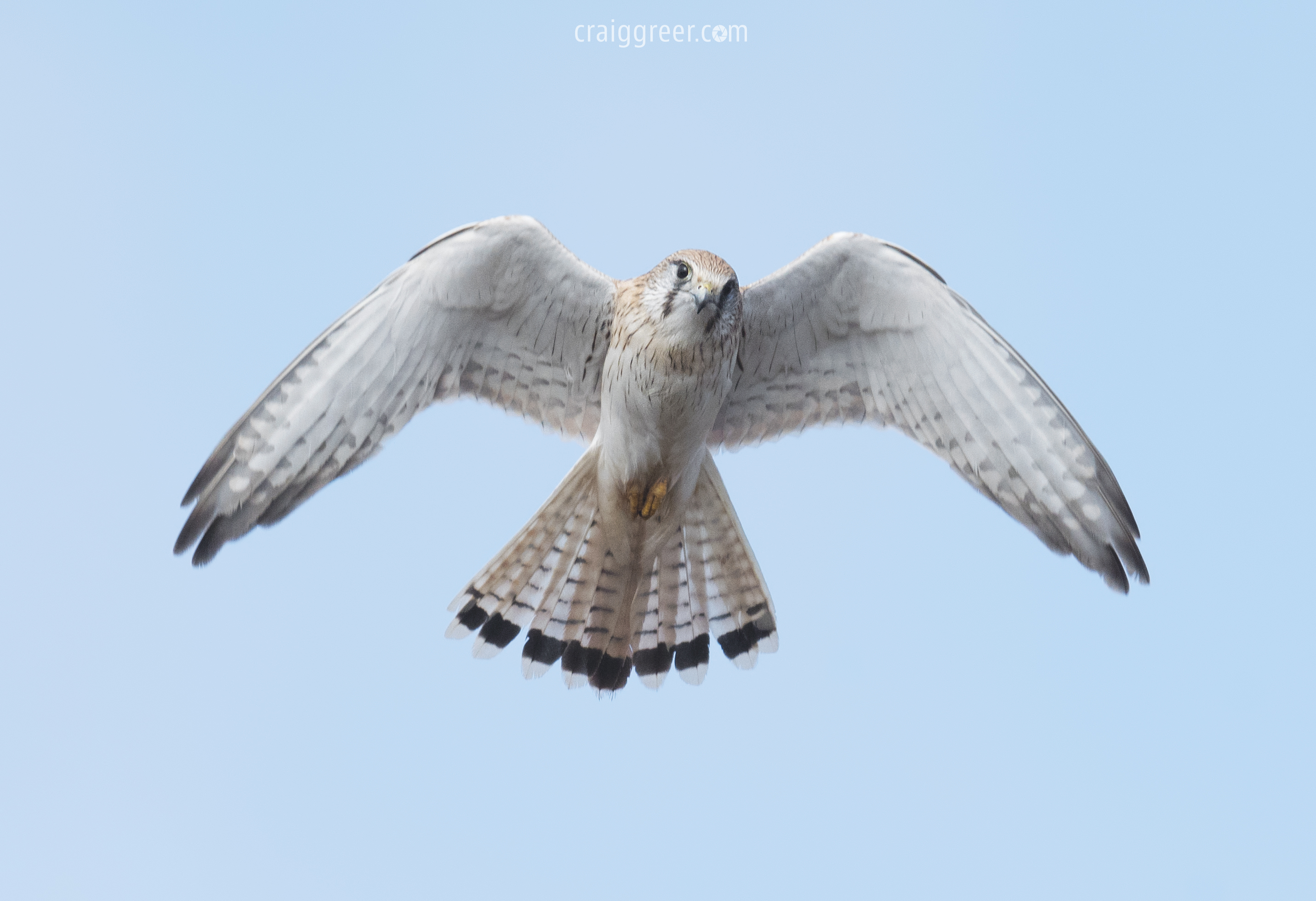 Australian kestrel in flight