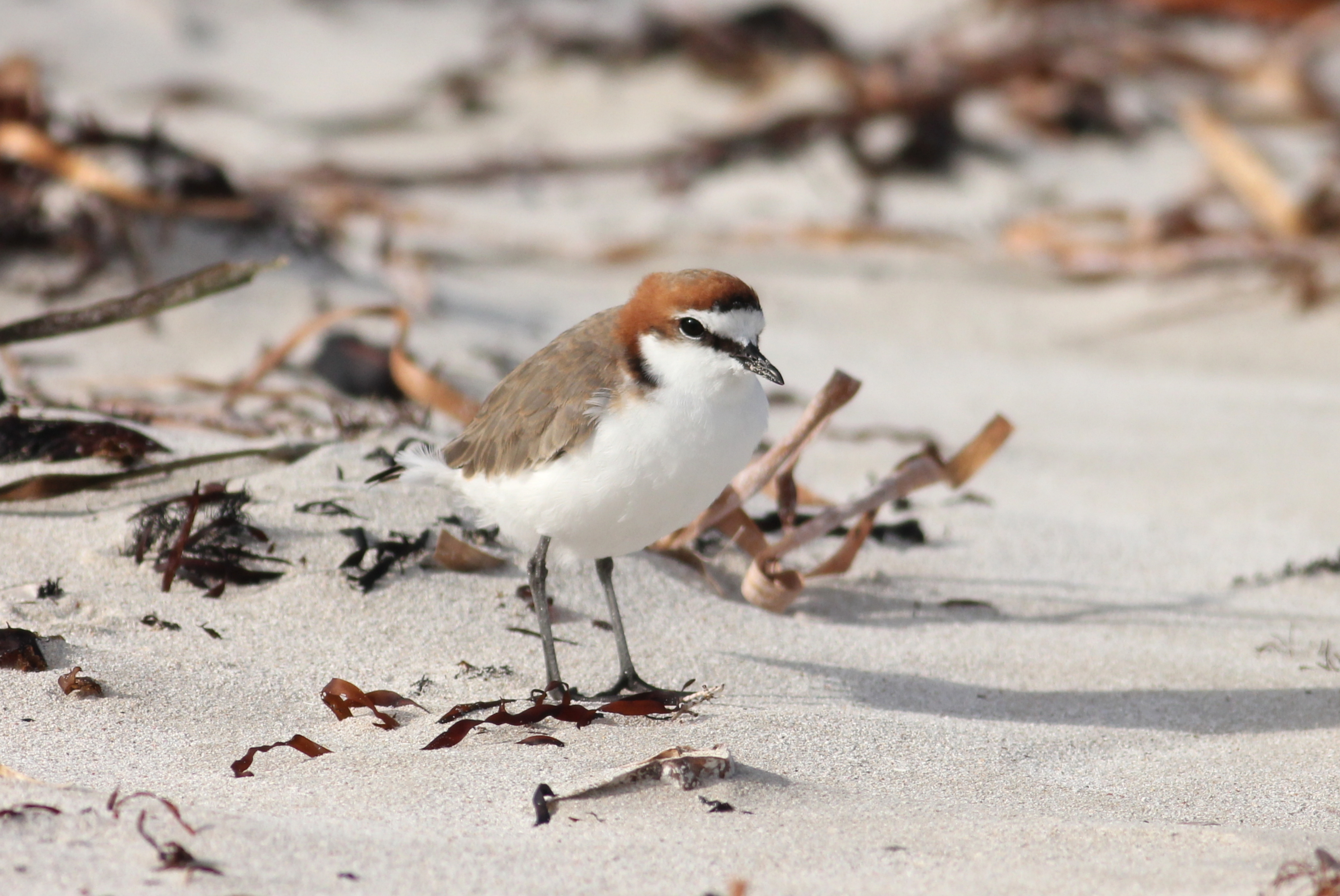 adult red-capped plover standing amongst beach wrack-credit Martin Stokes