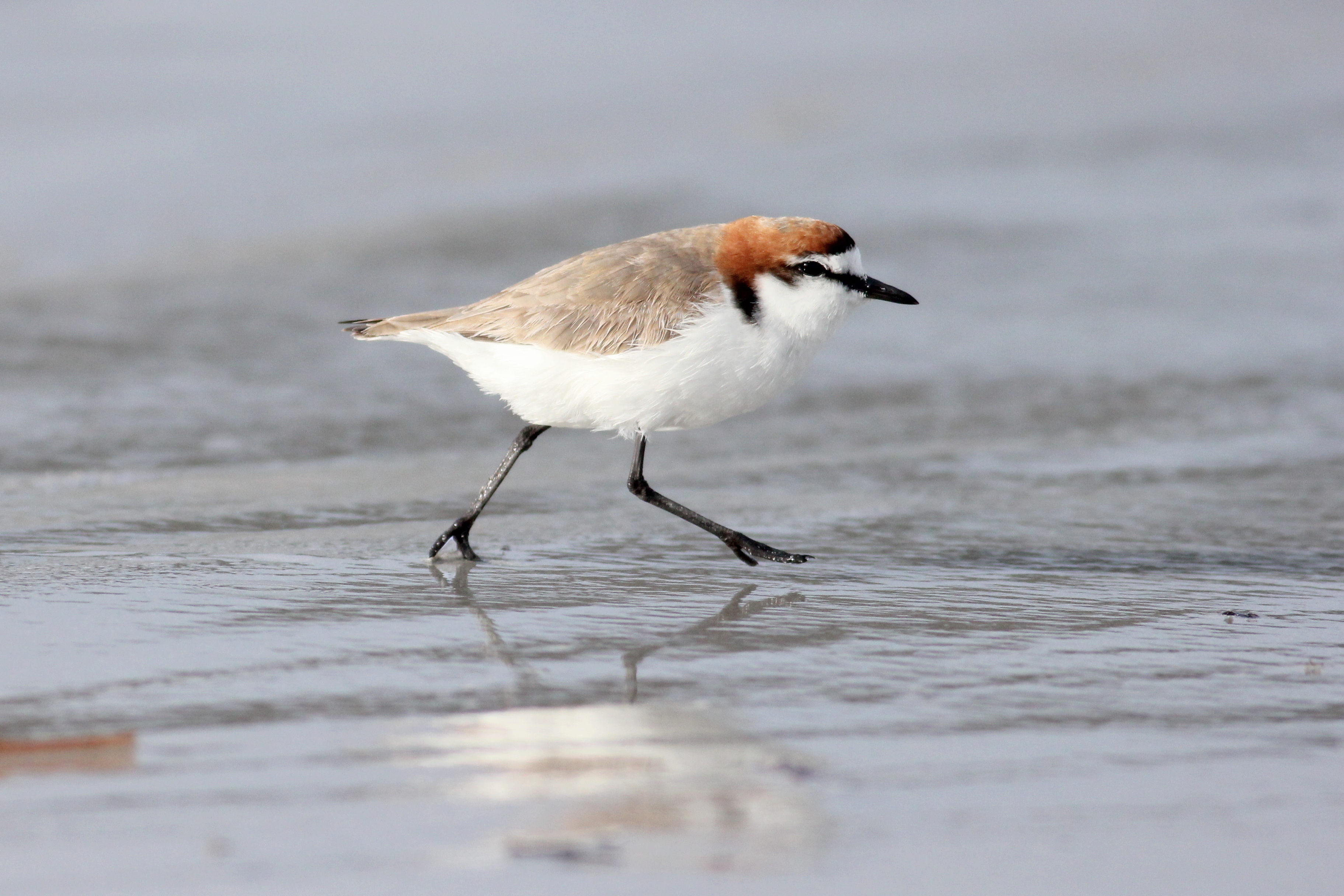 A red-capped plover running across the water-credit Martin Stokes