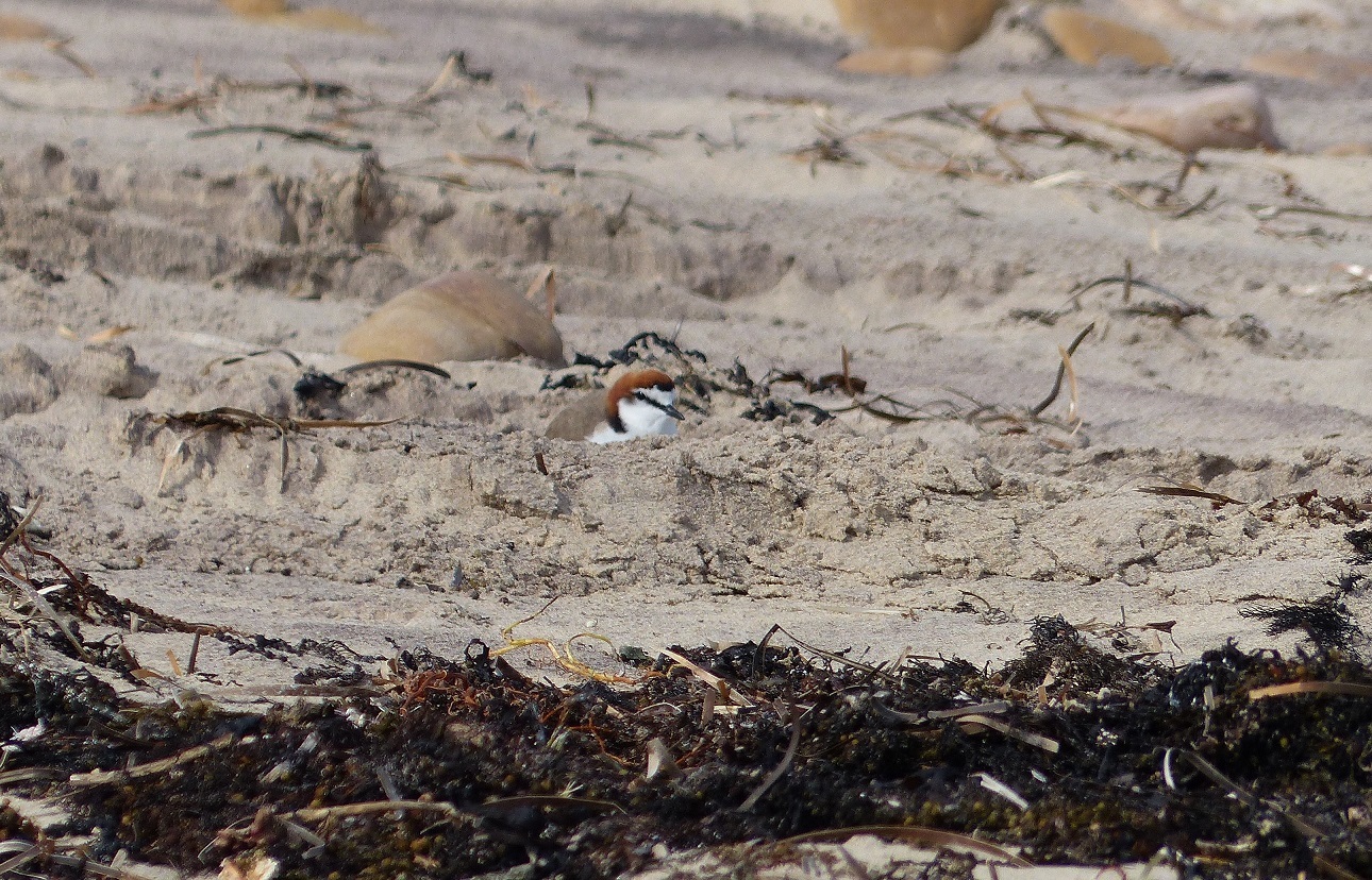 red-capped plover nesting on the beach-credit Peter Allen