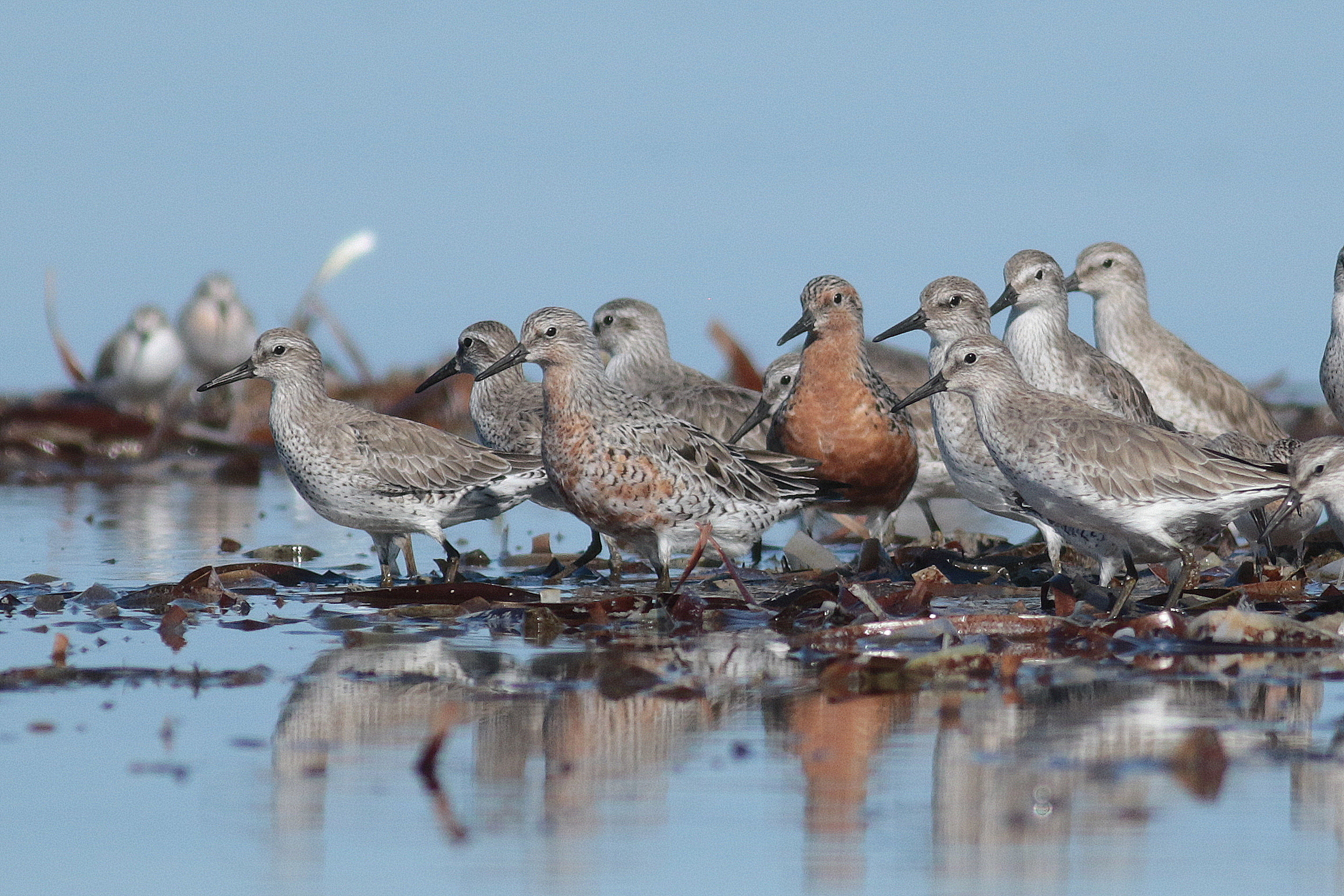 A flock of red knots-Martin Stokes