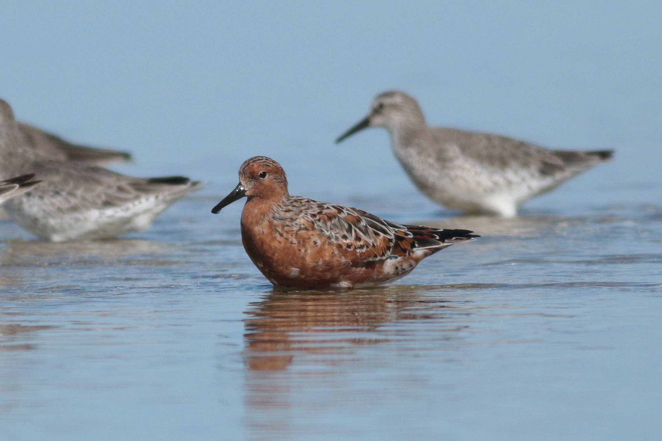 two red knots-Martin Stokes