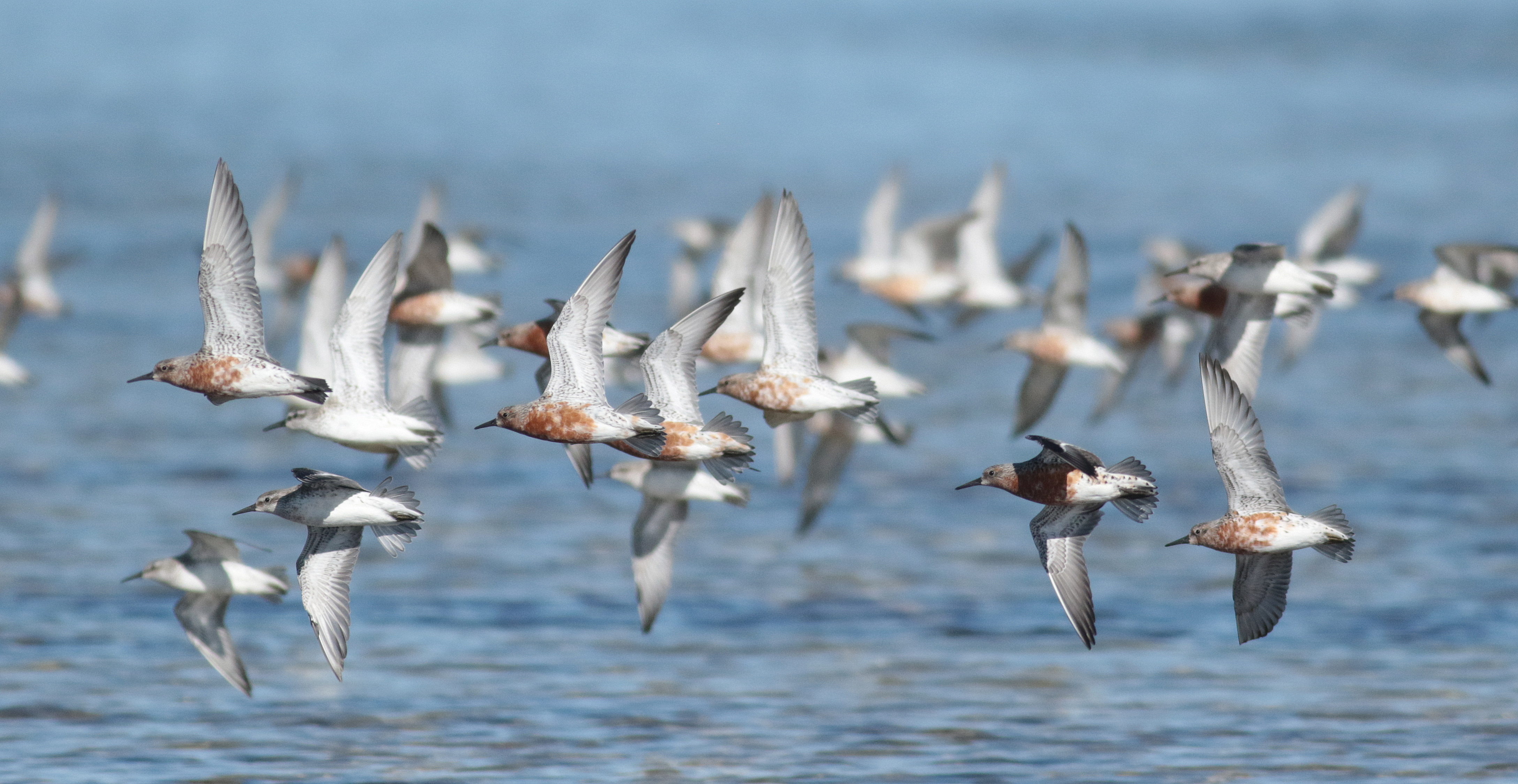 red knots in flight-Martin Stokes