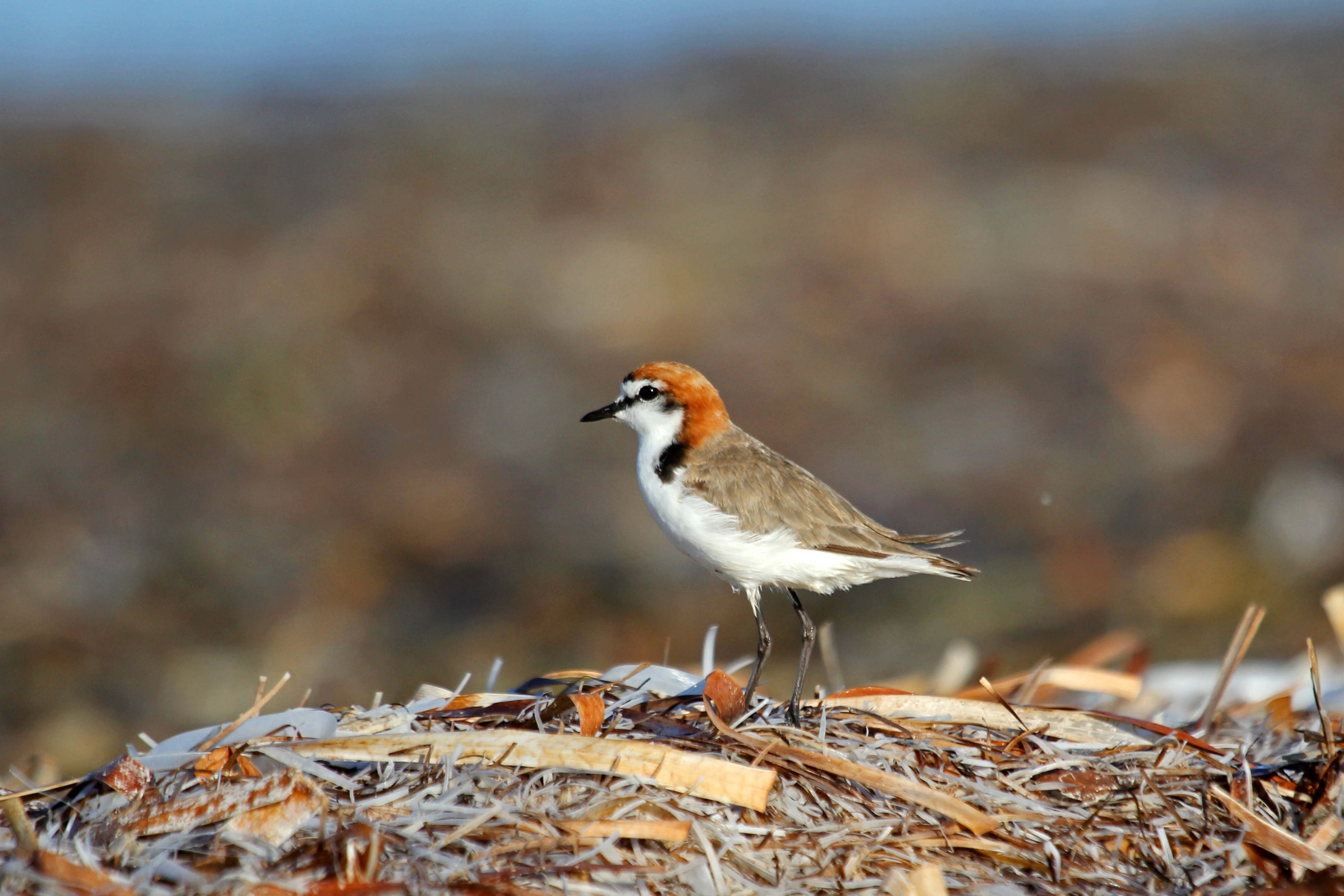 red-capped plover-Tony Flaherty