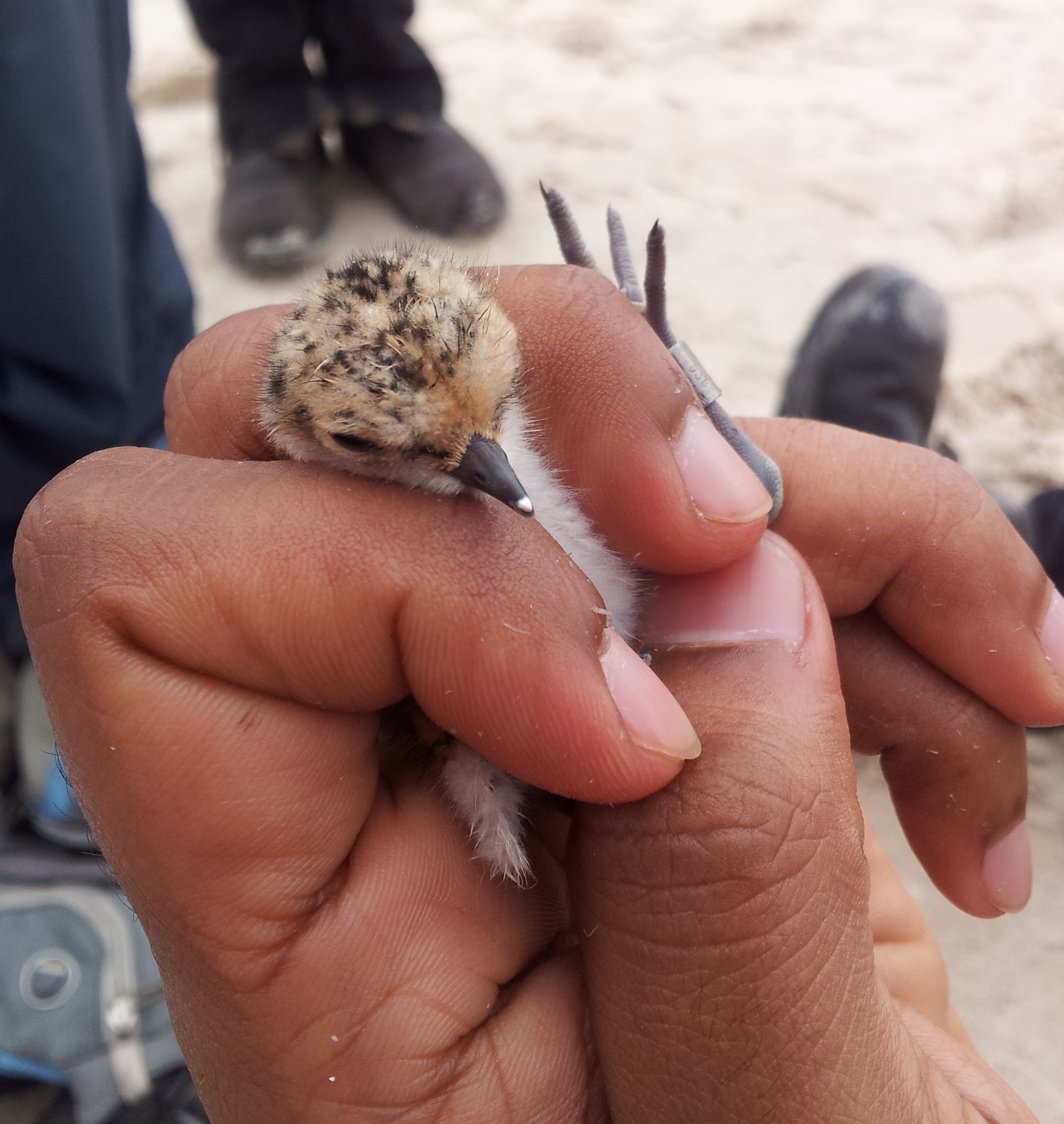 red-capped plover chick with a leg band-credit Aleisa Lamanna