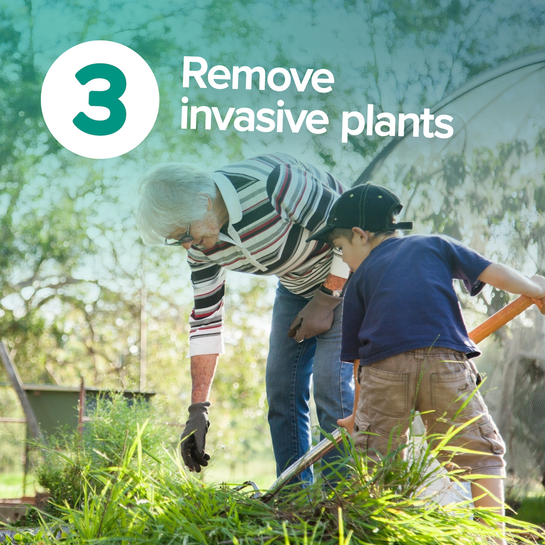 Remove invasive plants