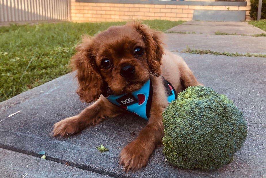 A dog looks at the camera with a large broccoli sitting beside him