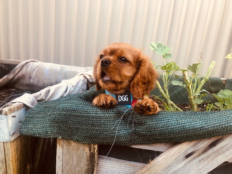 A dog sitting in a pallet vegetable garden