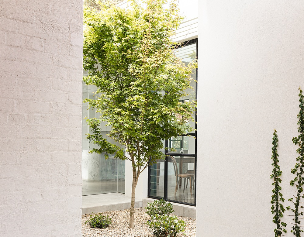 Japanese maple tree in a small courtyard.