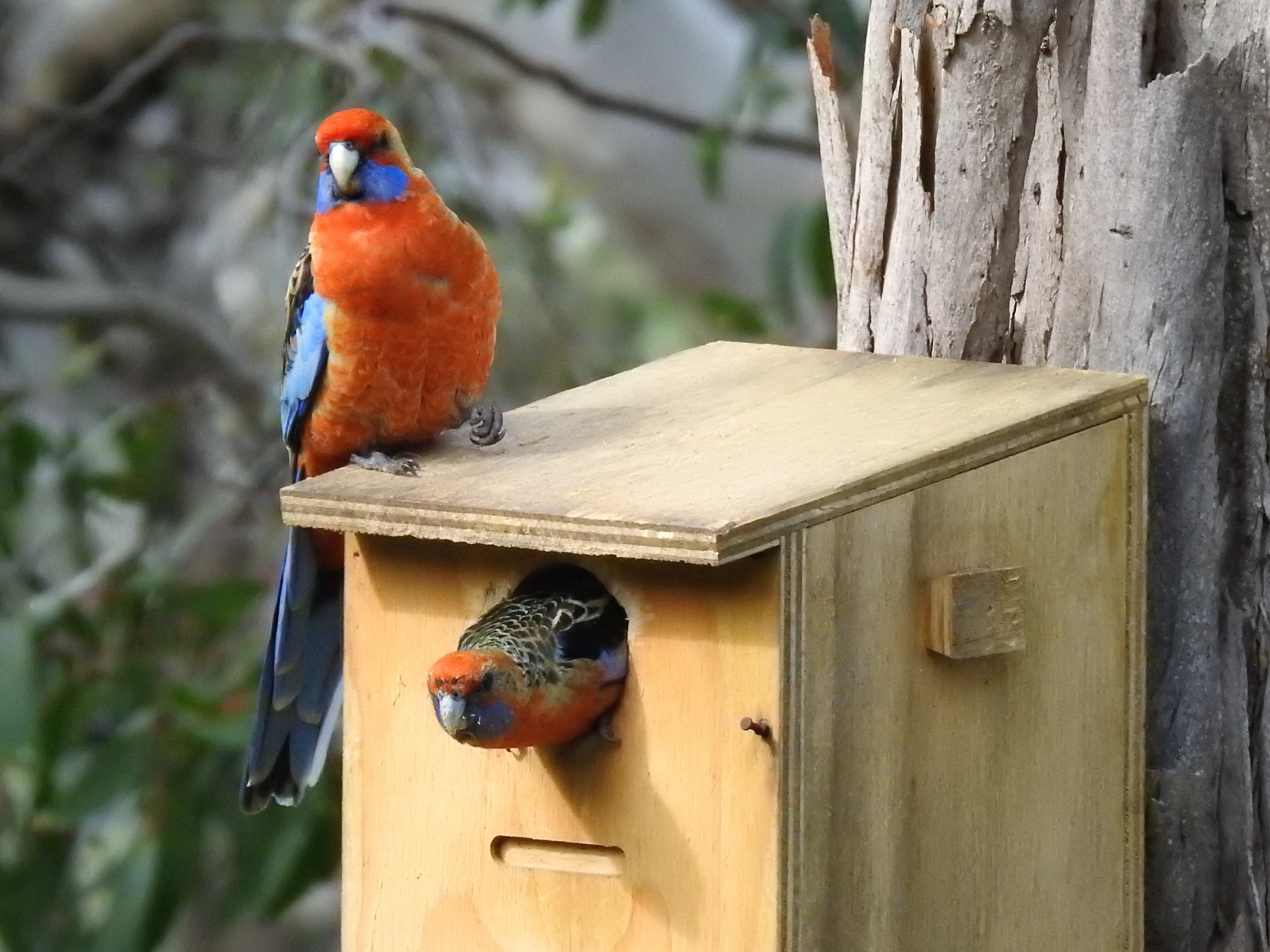 A wooden nesting box hanging on a tree trunk, with a rosella looking out of the entry and another rosella standing on top. Photo credit: Andreya on iStock