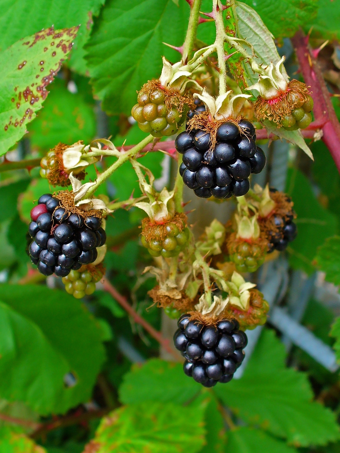 Blackberry fruit-credit H. Zell, Wikimedia Commons.