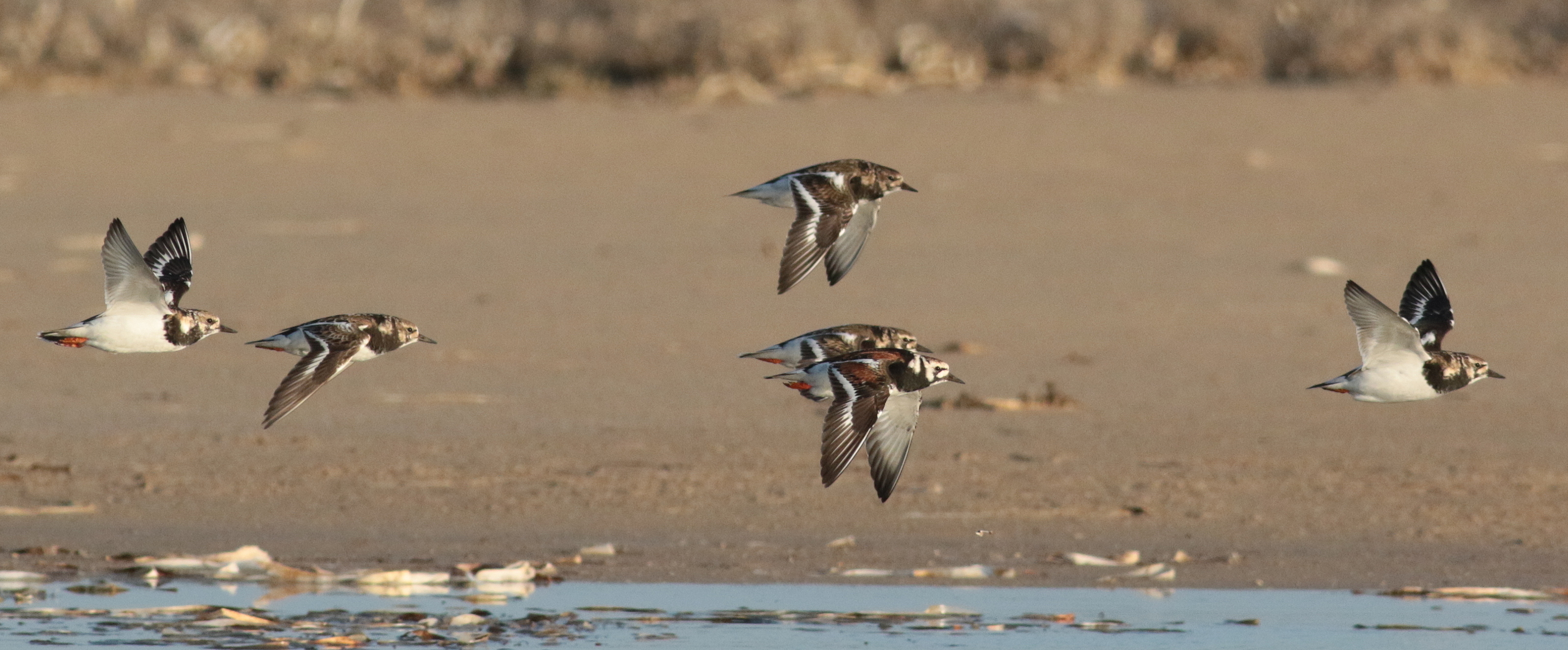 ruddy turnstones in flight-Martin Stokes