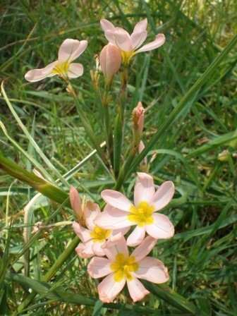 Salmon flowers of Cape tulip.