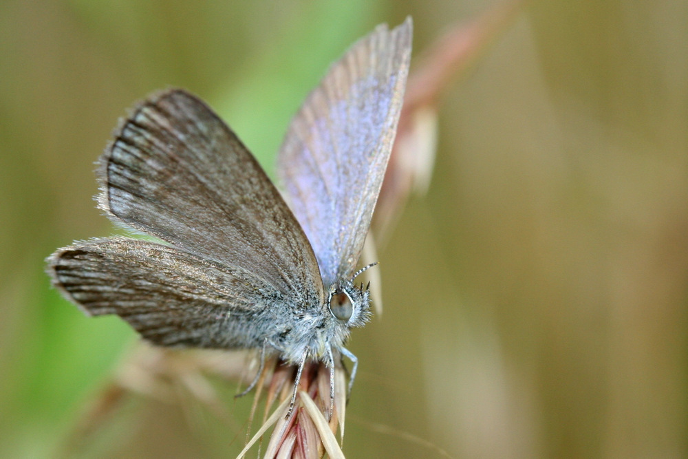 Saltbush blue butterfly. Photo: Martin Stokes