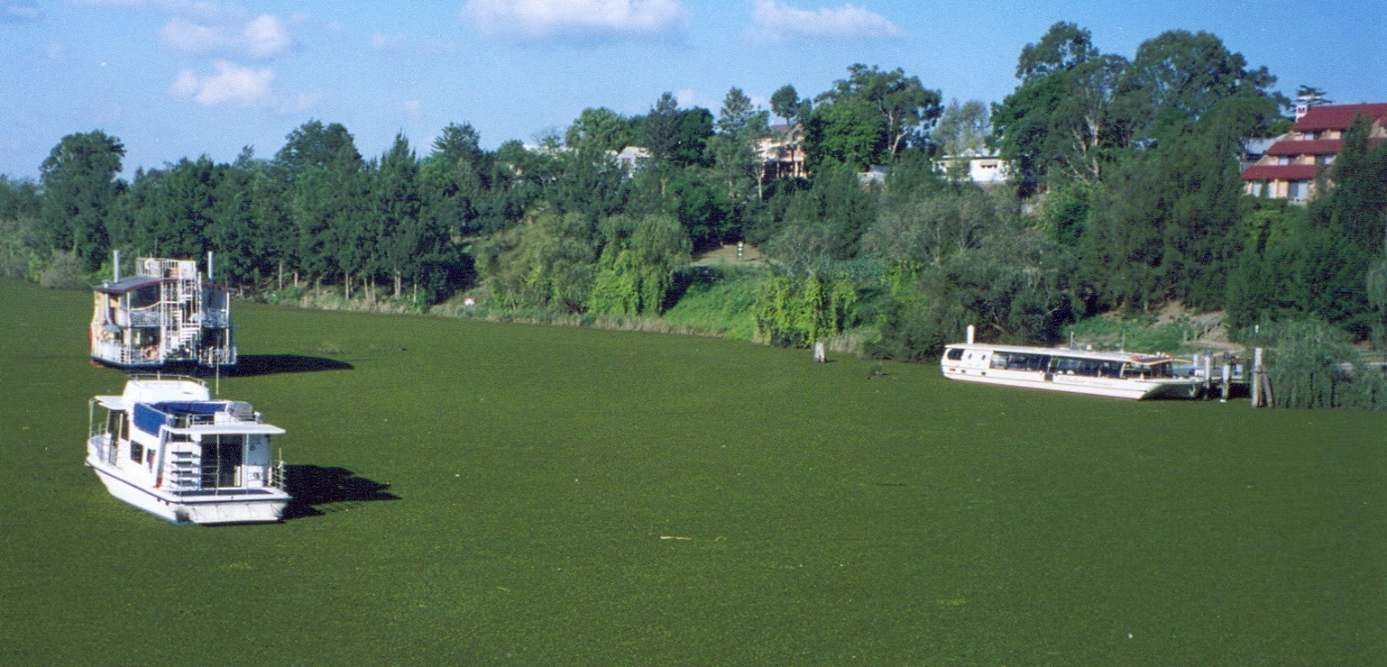 Salvinia infestation on the Hawkesbury River in 2004. Photo Rebecca Coventry NSW DPI