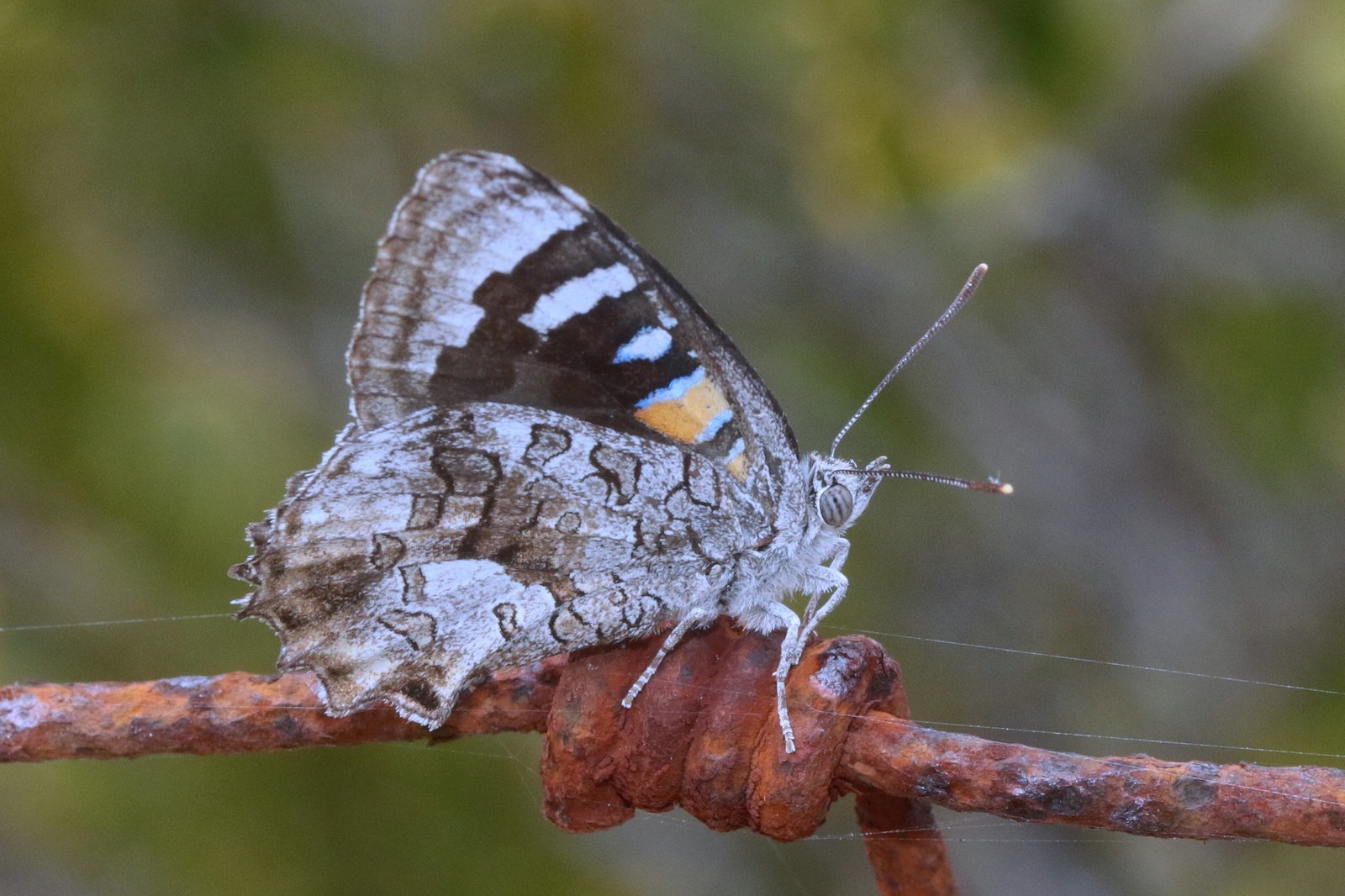 Satin azure. Photo: Martin Stokes