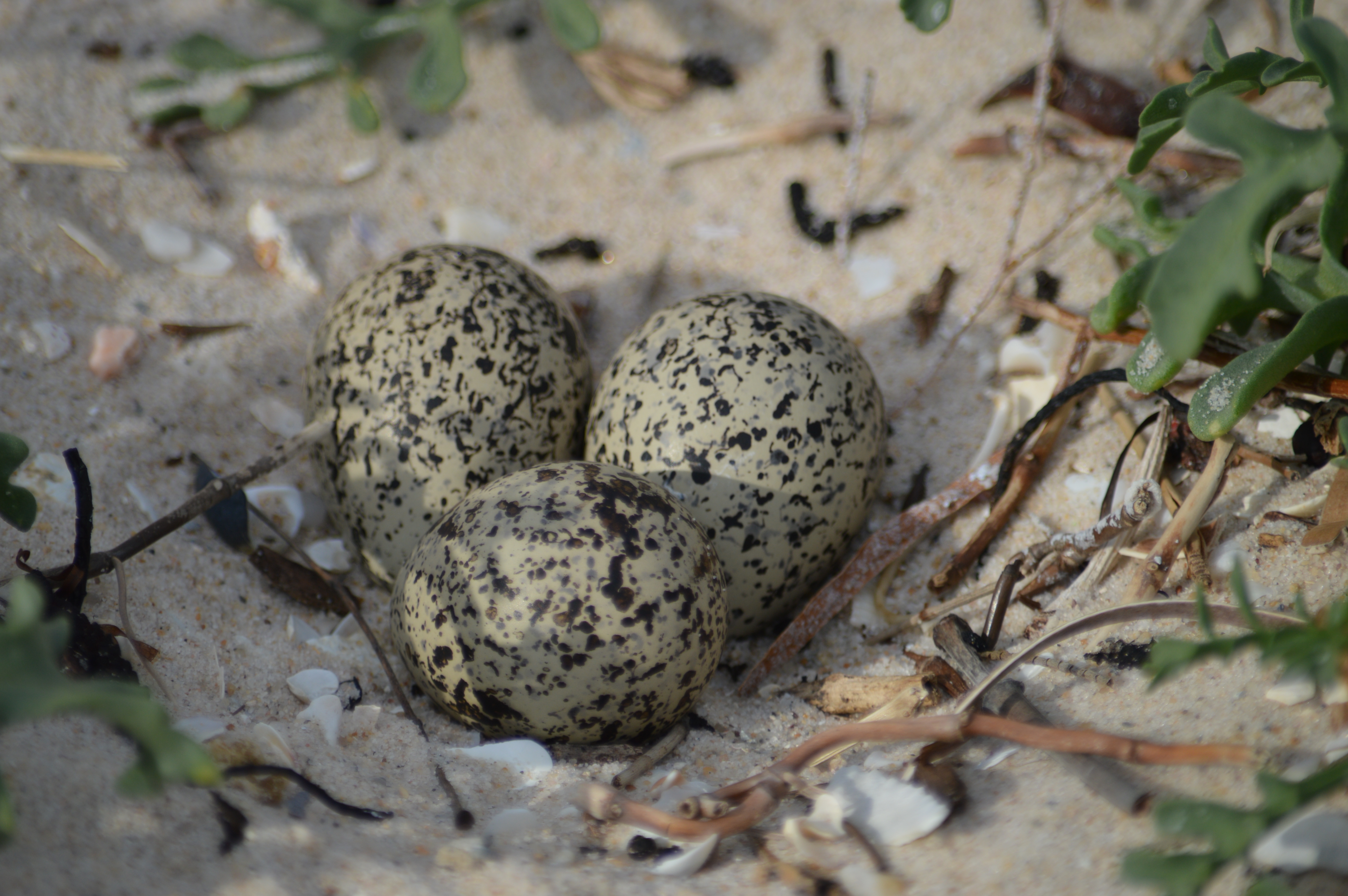 Hooded plover eggs. Credit Kerri Bartley