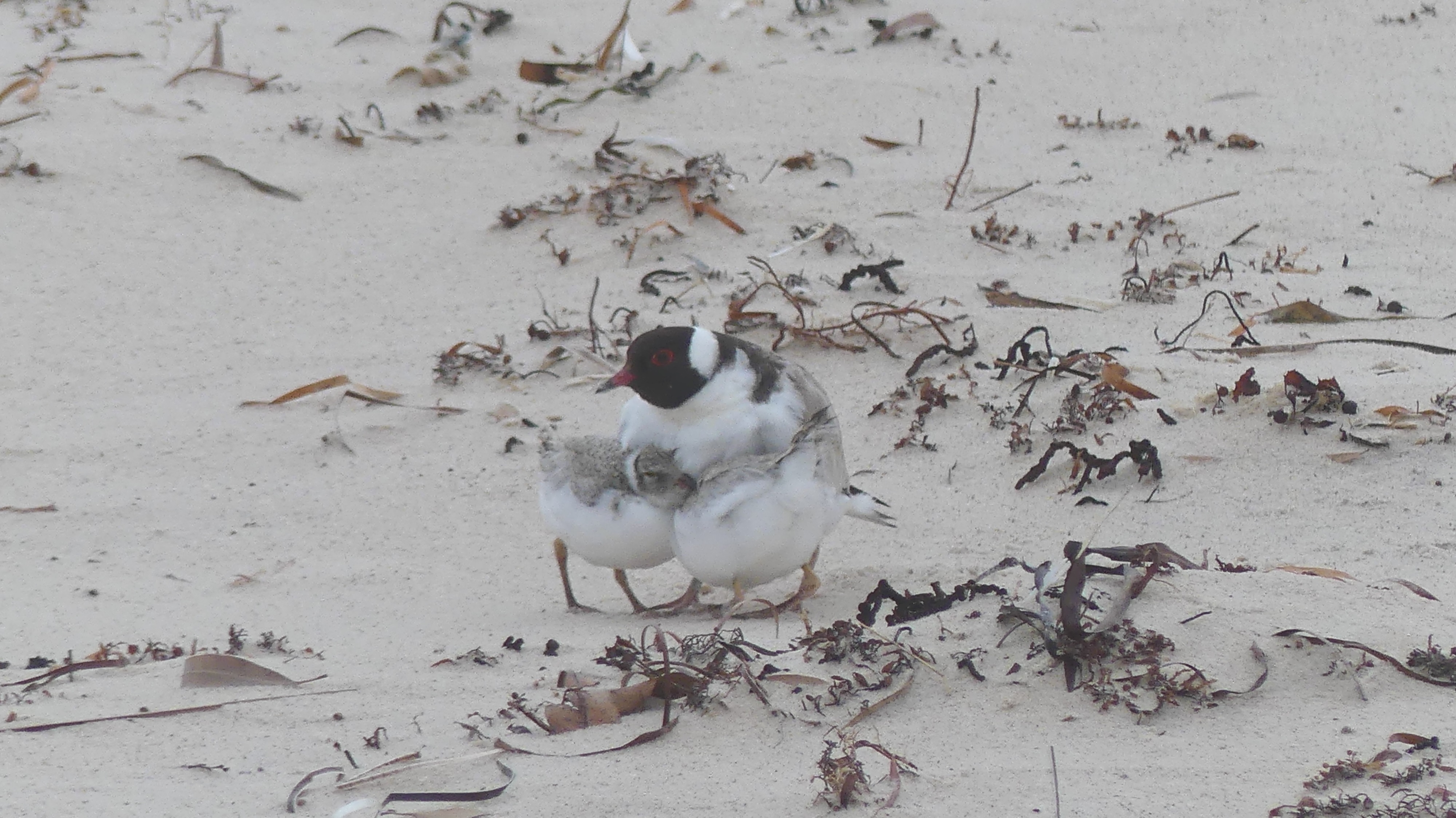 Hooded plover parent brooding chicks. Photo: Matt Endacott